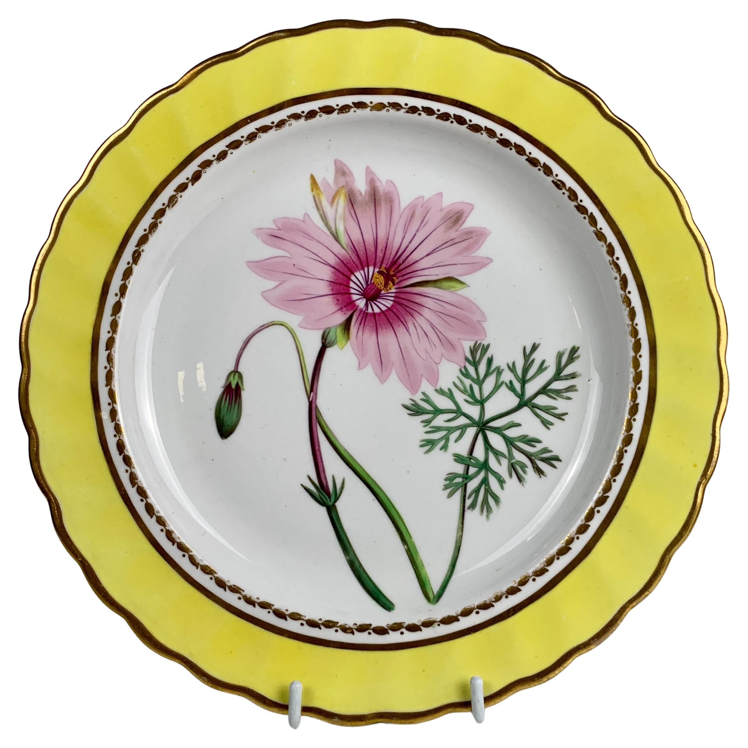 Hand Painted Botanical Porcelain Plate Made by Spode, Circa 1820