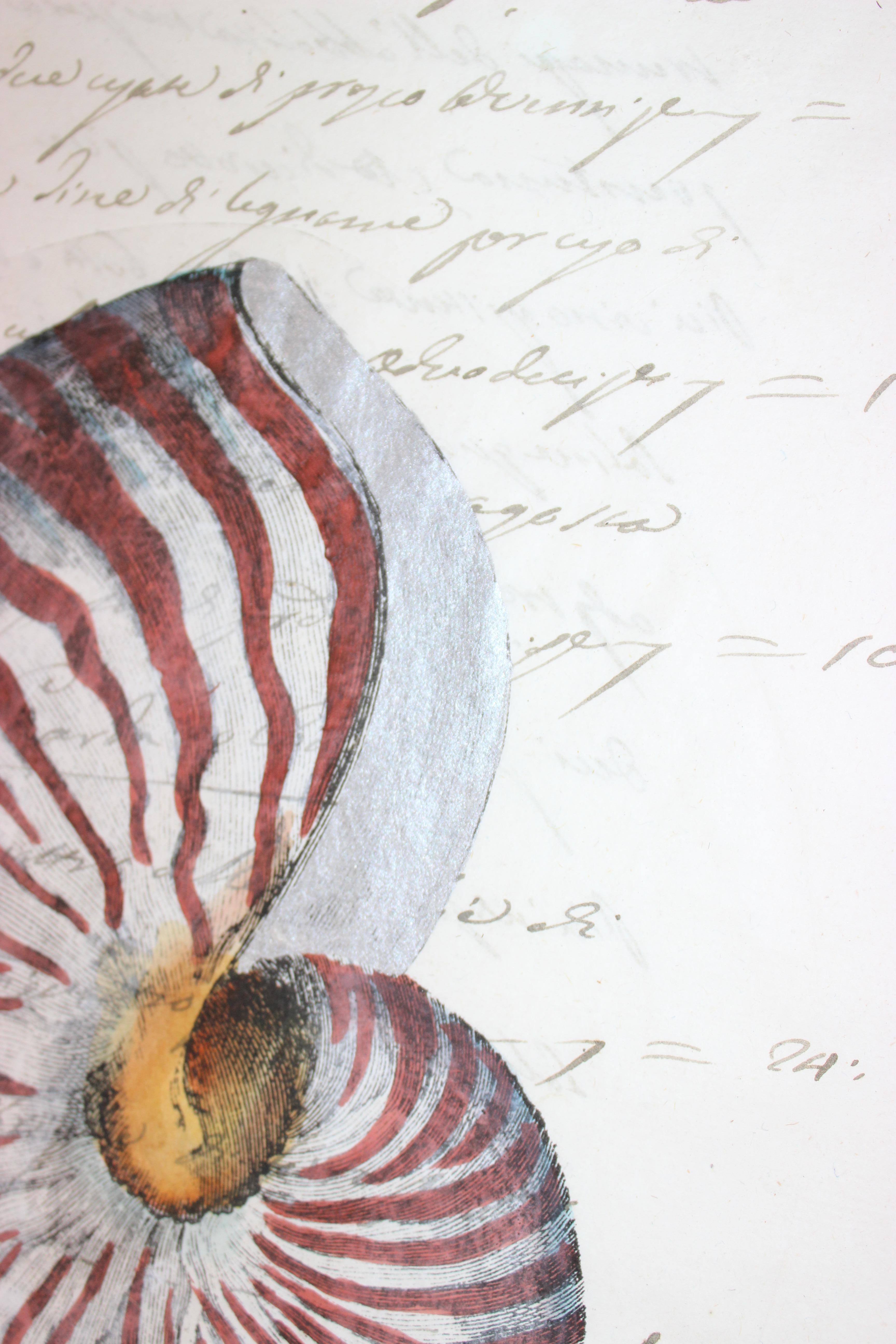 This hand painted nautilus shell on a piece of parchment paper (that dates to the early 19th century) will make a definite stylish statement.

Note: Dimensions of image paper are 12