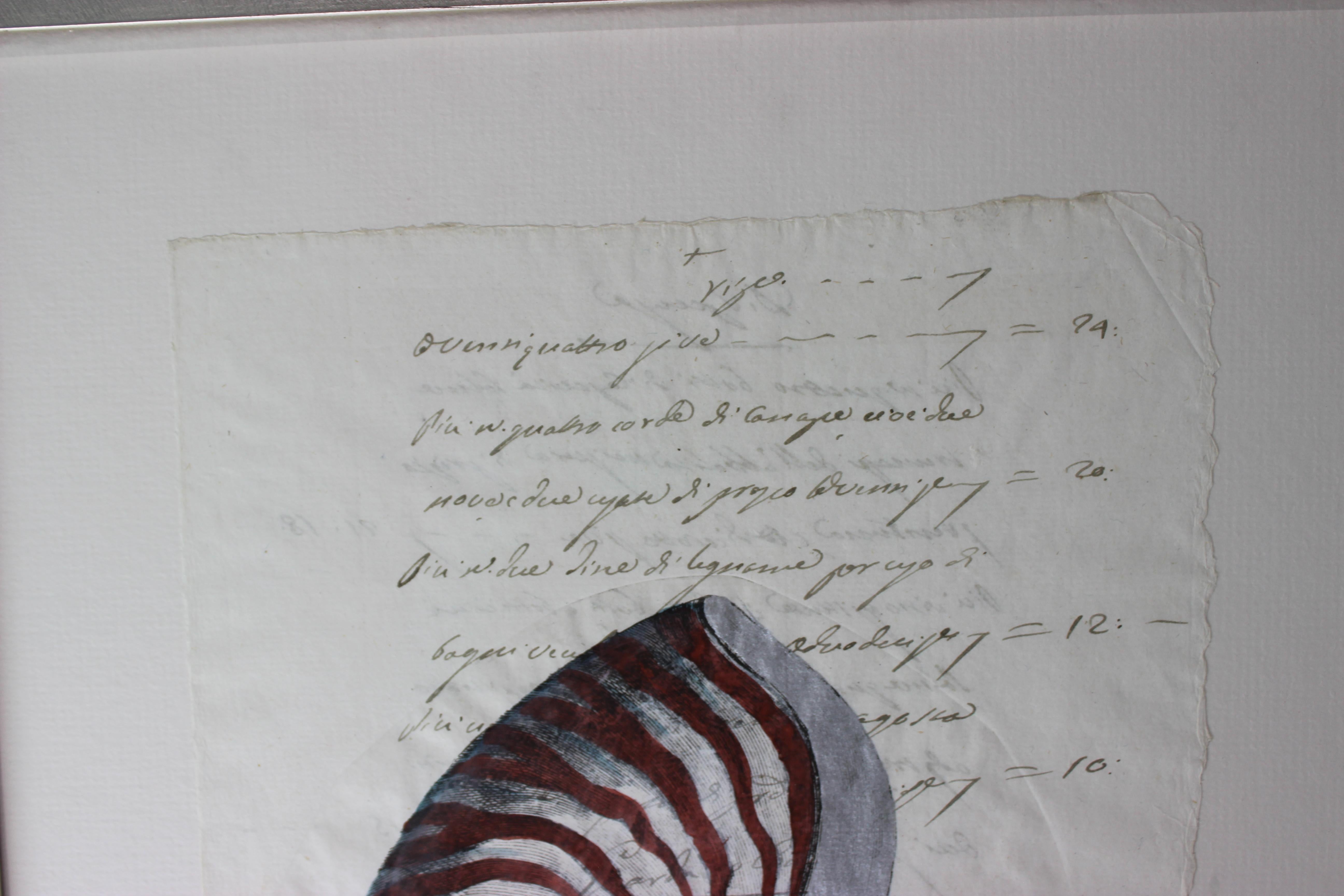 Neoclassical Revival Hand Painted Nautilus Shell on Parchment For Sale