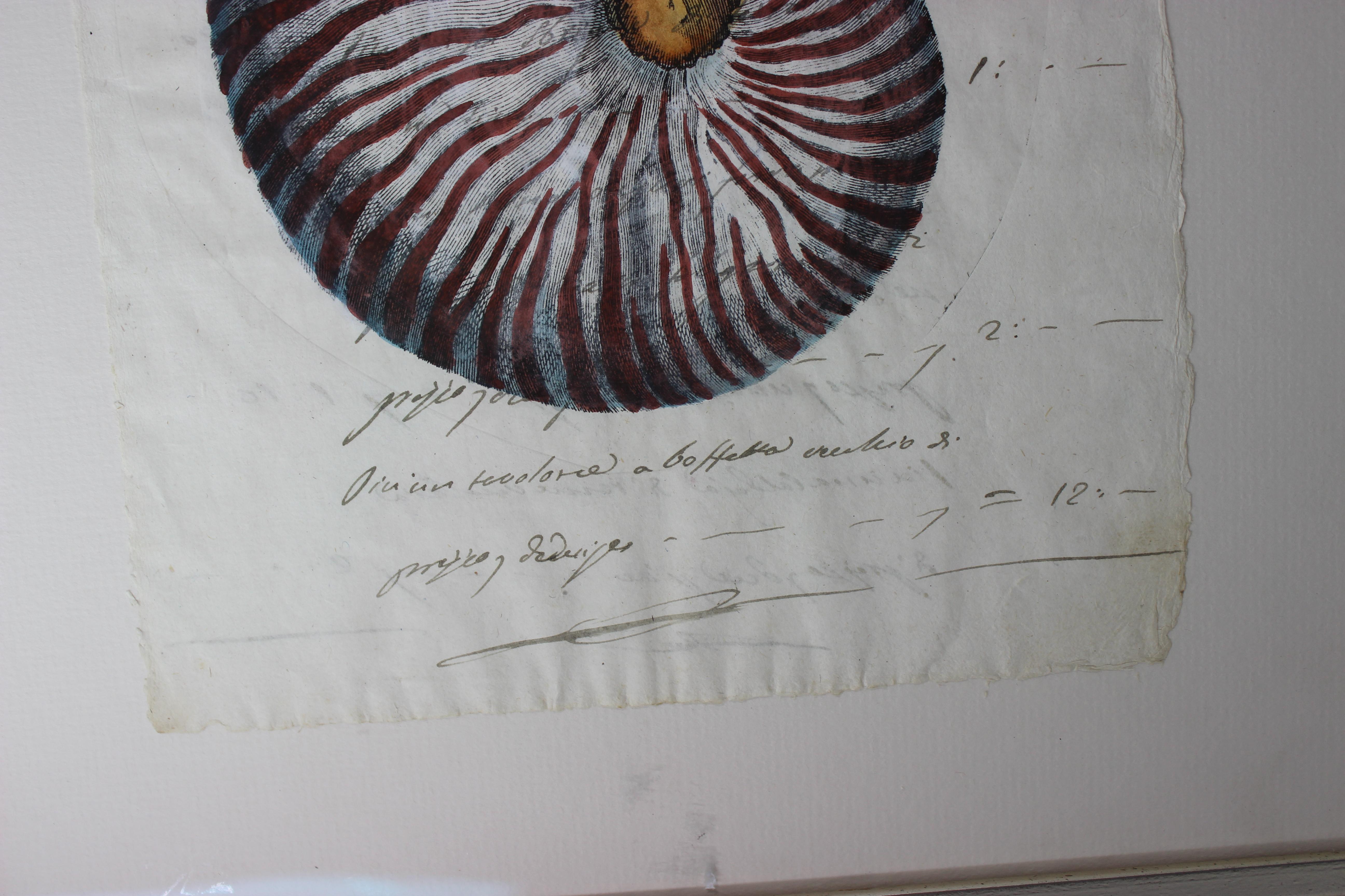Italian Hand Painted Nautilus Shell on Parchment For Sale