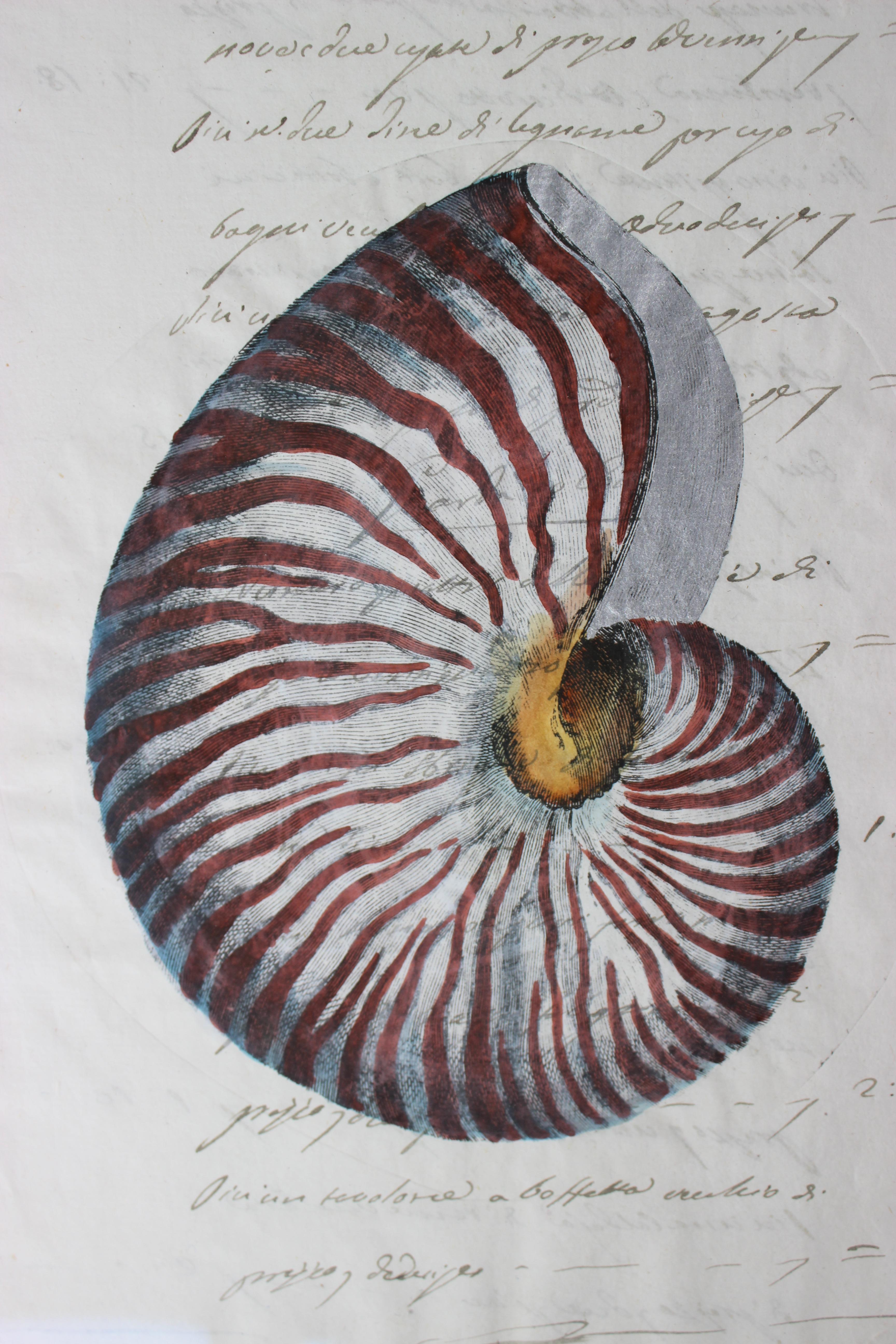 Hand-Crafted Hand Painted Nautilus Shell on Parchment For Sale
