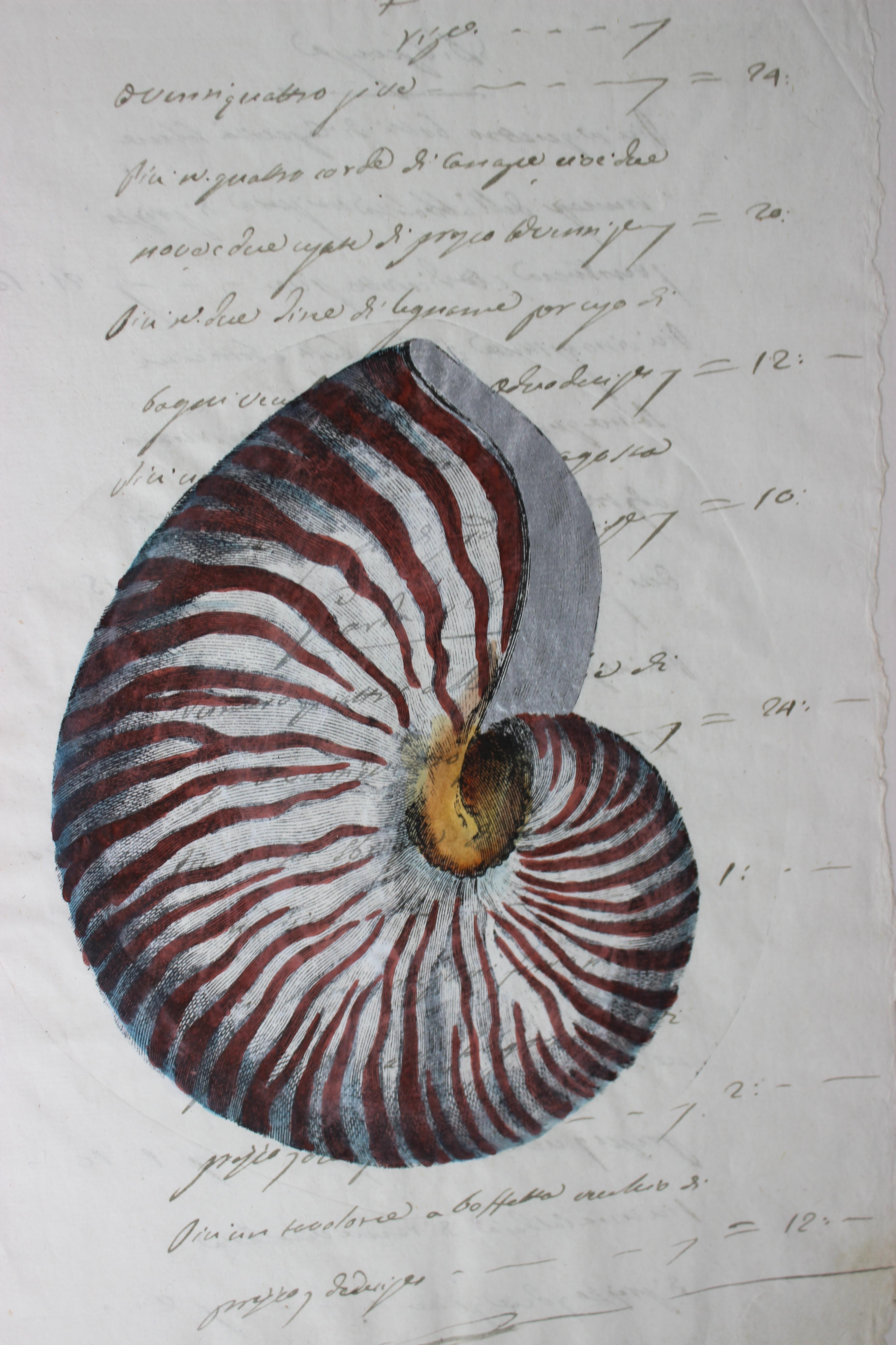Hand Painted Nautilus Shell on Parchment In Good Condition For Sale In West Palm Beach, FL