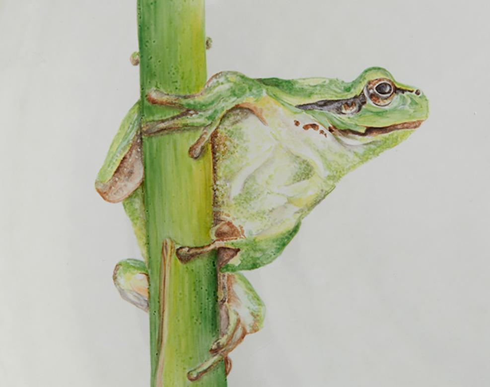Modern Hand thrown ceramic centerpiece plate with hand painted frog For Sale