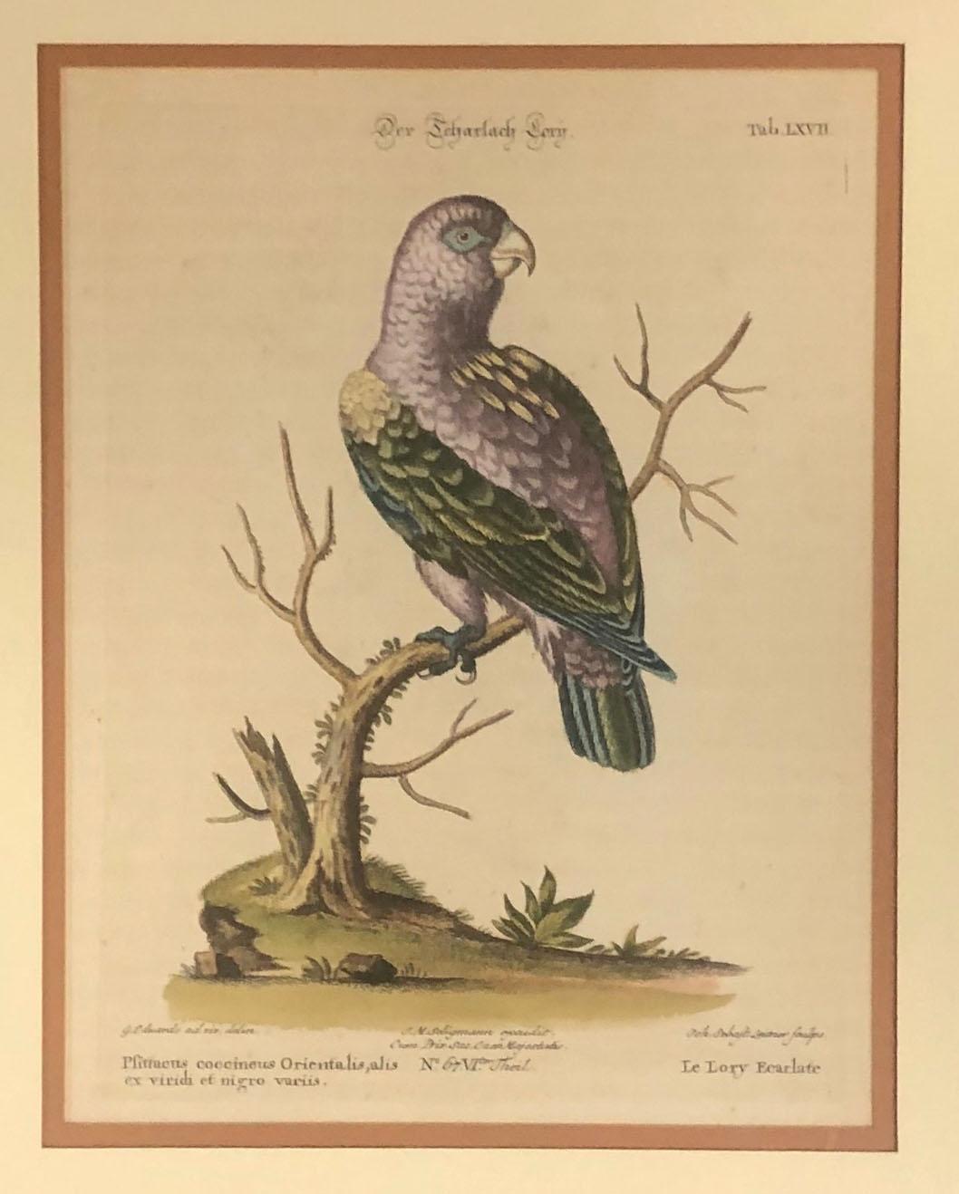 A hand tinted German engraving of a bird by Johann Sebastian Leitner. Der Scharlach Lory in a simple round wooden frame with double paper mat. Circa 1715 - 1795.
 