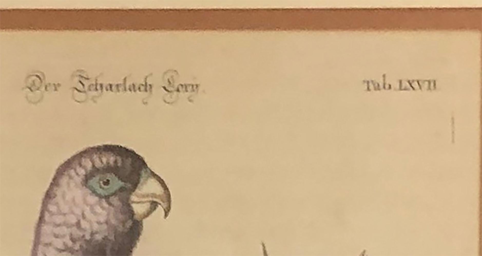 Engraved Hand Tinted German Engraving of a Bird For Sale