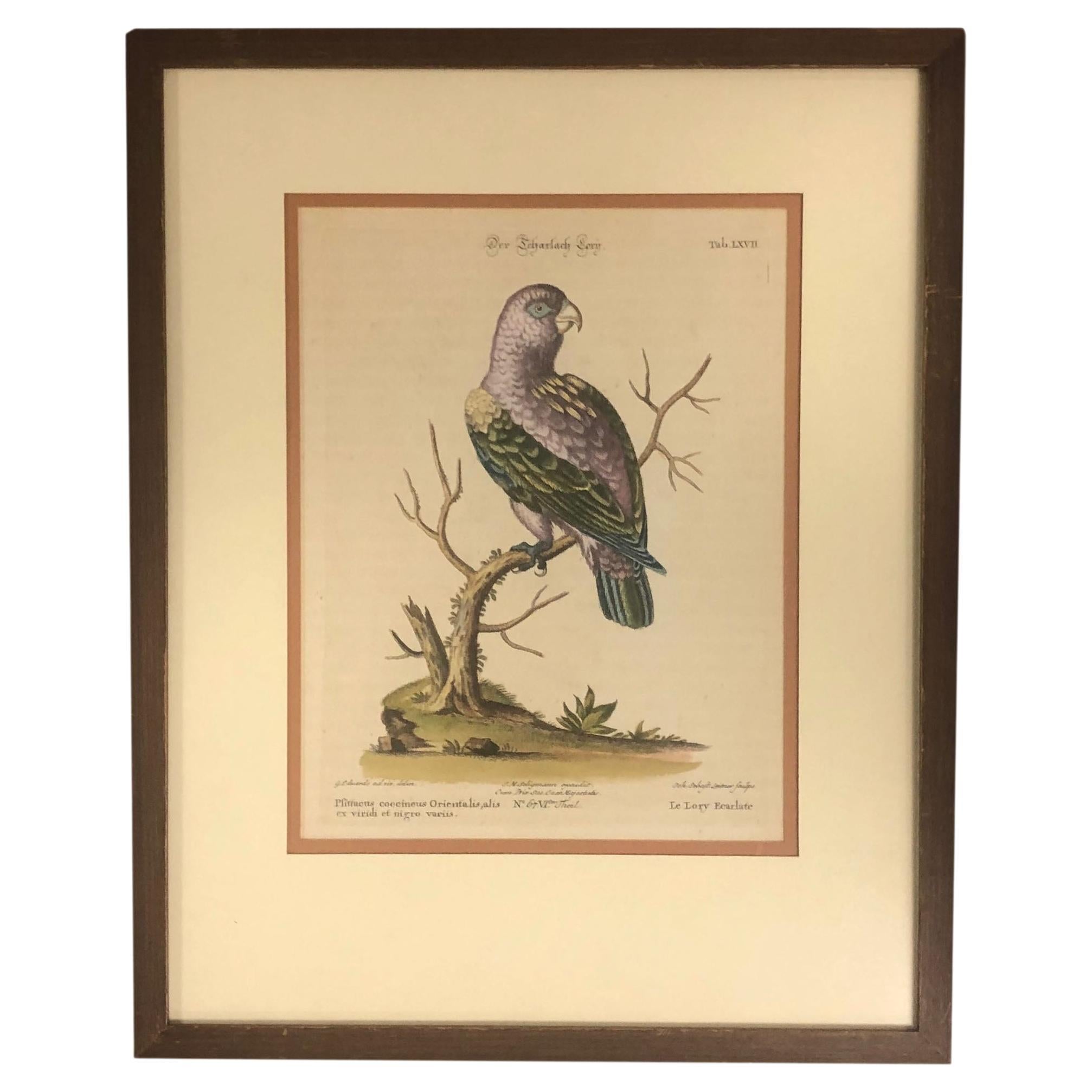 Hand Tinted German Engraving of a Bird For Sale