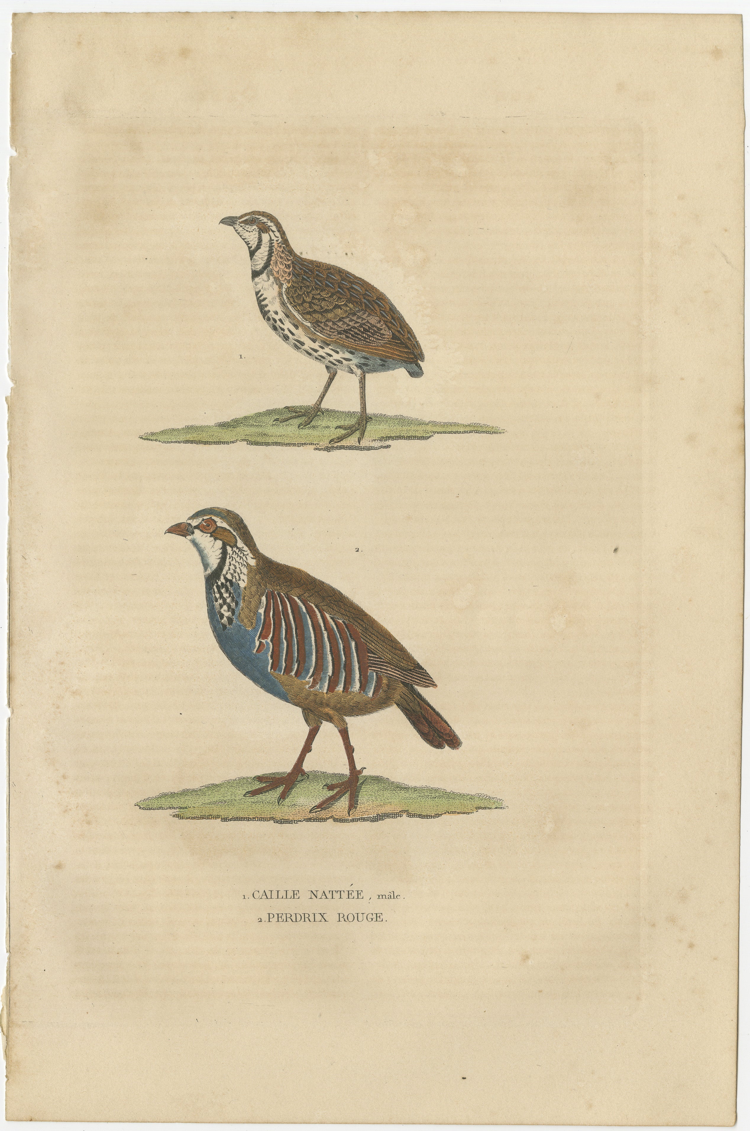 1. CAILLE NATTEE (MALE), 2. PERDRIX ROUGE.

The male Quail, a modestly sized ground-dwelling bird, features intricate speckled plumage, often showcasing warm earthy tones that blend seamlessly with its habitat. Its unassuming appearance belies its