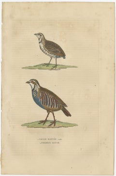 Handcolored Bird Print of a Male Quail and a Red-Legged Partridge