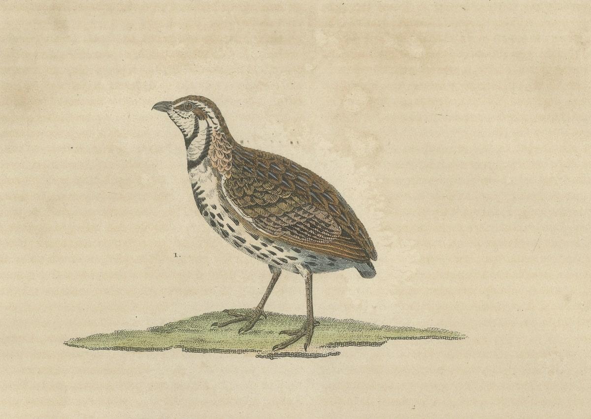 Handcolored Bird Print of a Male Quail and a Red-Legged Partridge In Good Condition For Sale In Langweer, NL