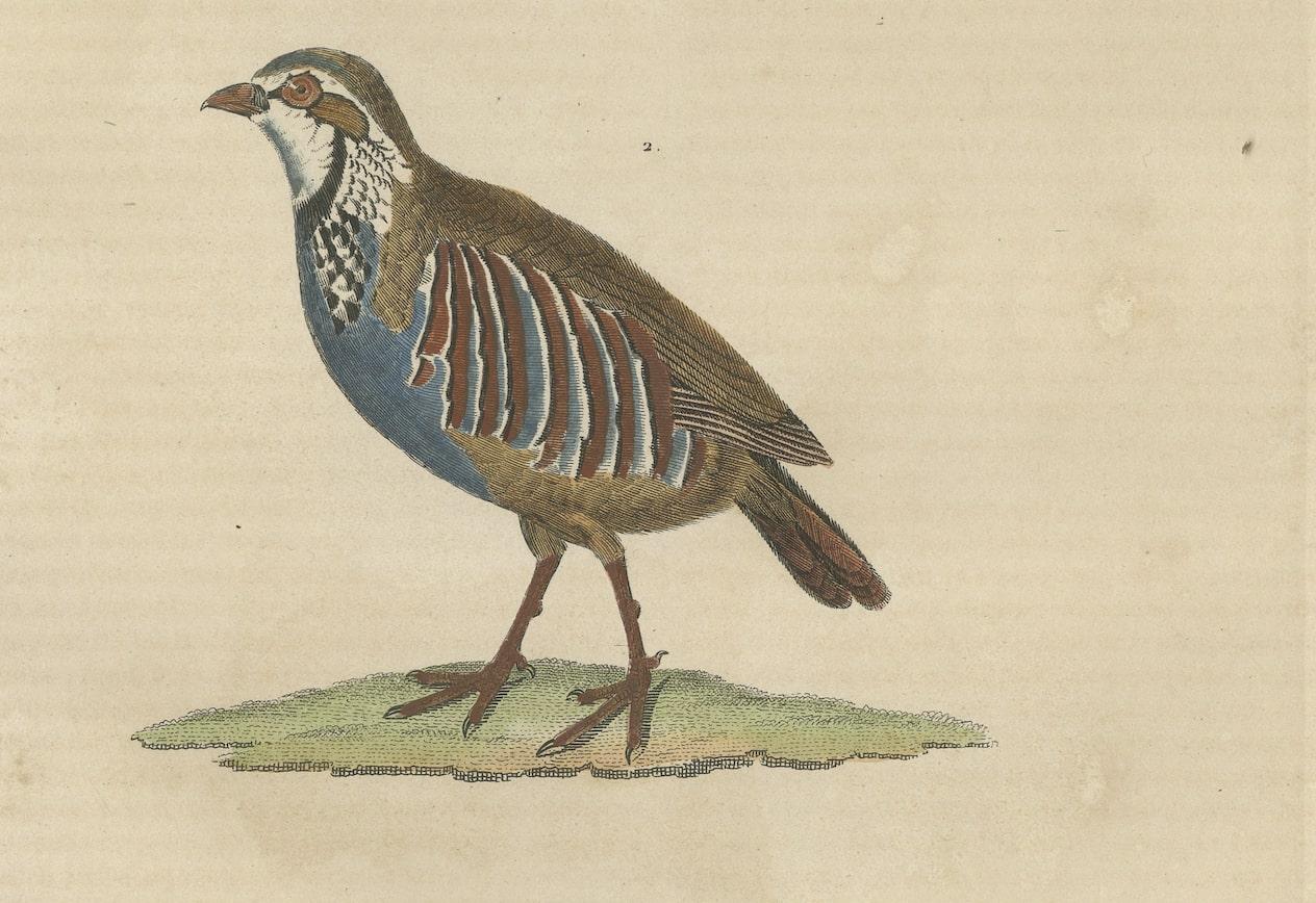 Mid-19th Century Handcolored Bird Print of a Male Quail and a Red-Legged Partridge For Sale