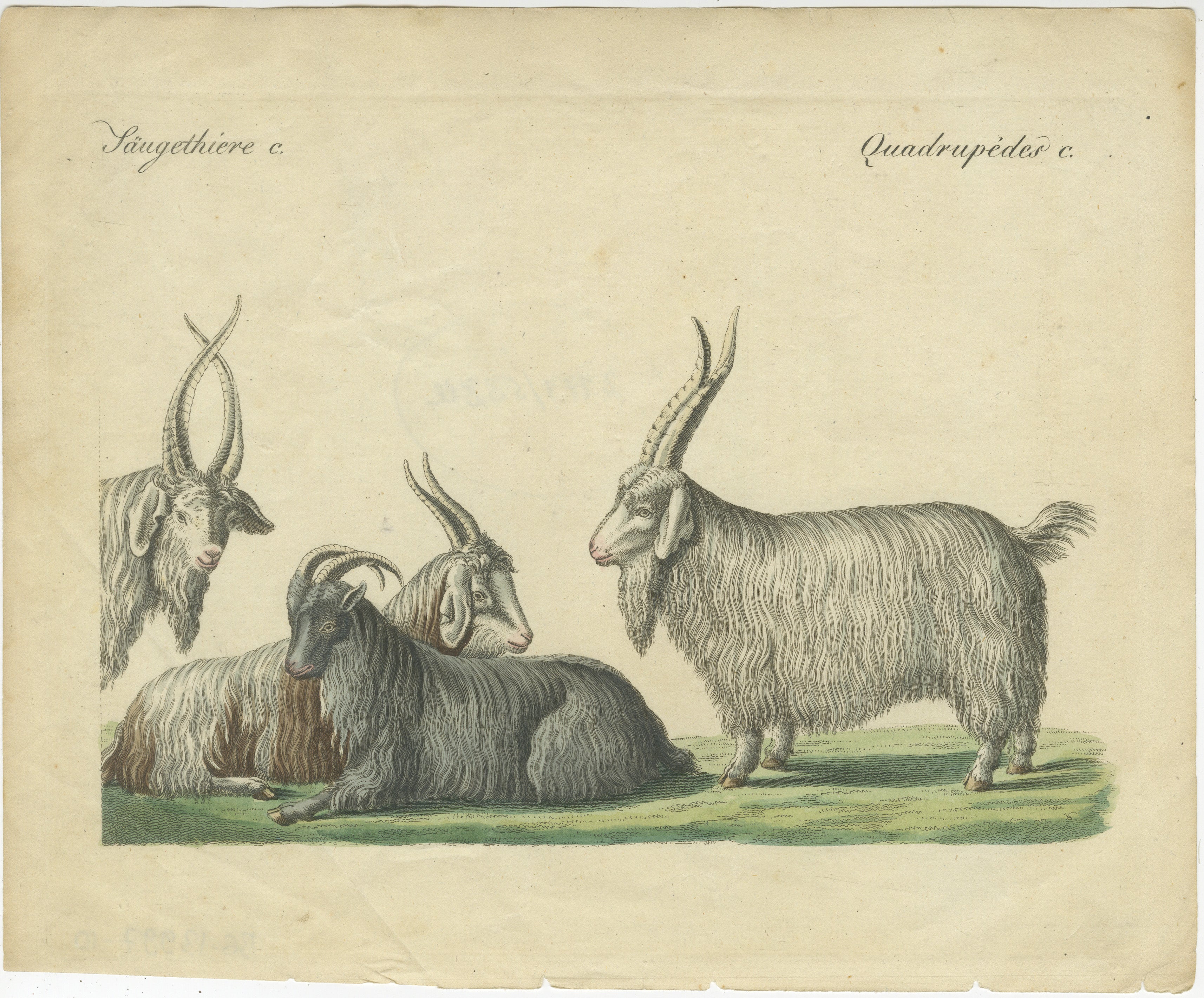 Handkolorierter Kupferstich von Kaschmirziegen und Schafen, Friedrich Johann Bertuch, 1823

Dieser exquisite handkolorierte Kupferstich zeigt eine Gruppe von Kaschmirziegen und -schafen, die für ihr luxuriöses langes Fell bekannt sind. Die