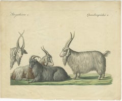 Incisione in rame colorata a mano di capre e pecore del Cashmere, Bertuch 1823