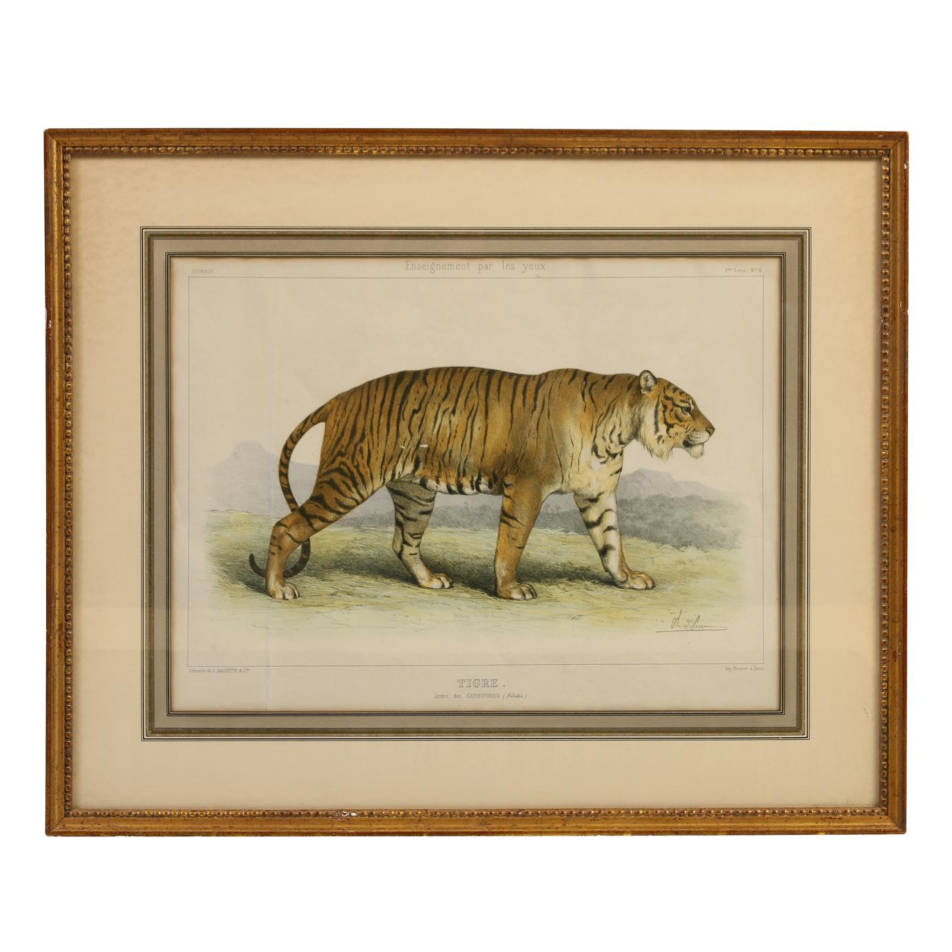 A set of four hand colored etchings of African animals matted in gilt frames with bead detail. One features a rhinoceros, one features a tiger, one a lion and one an ostrich.