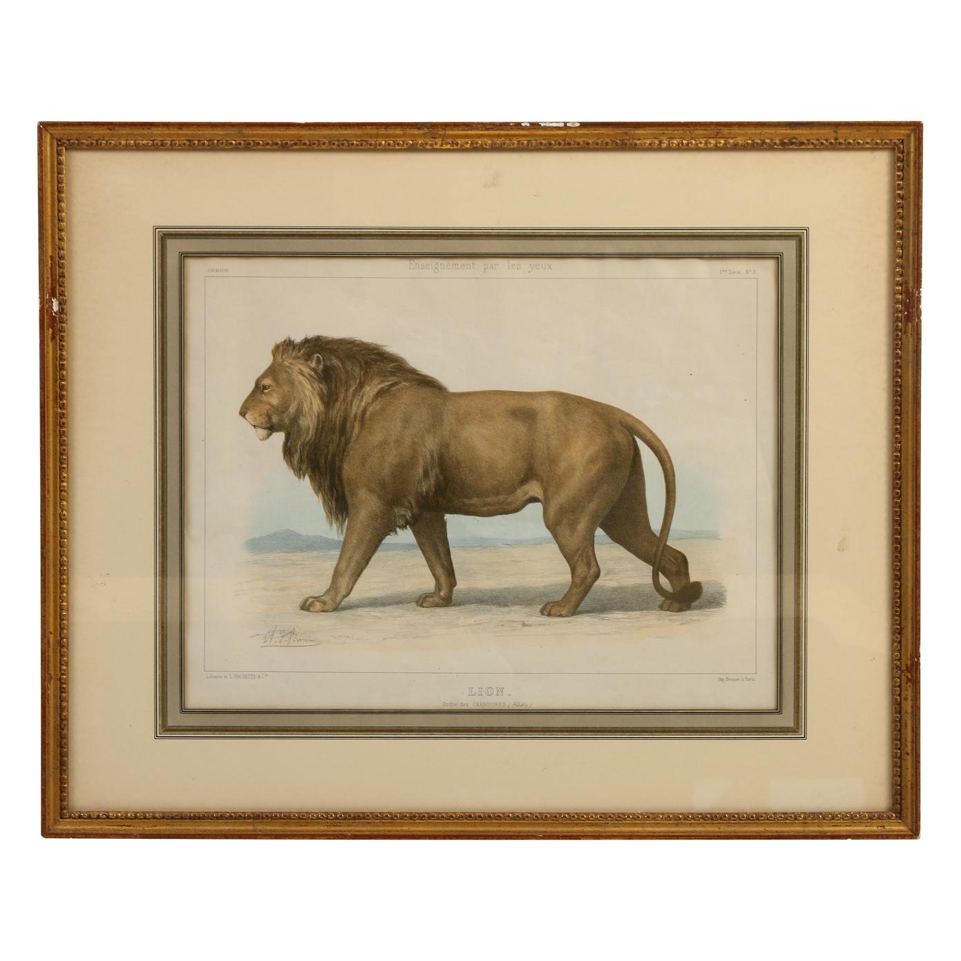 20th Century Handcolored Etchings of African Animals Matted in Gilt Frames, Set of Four For Sale