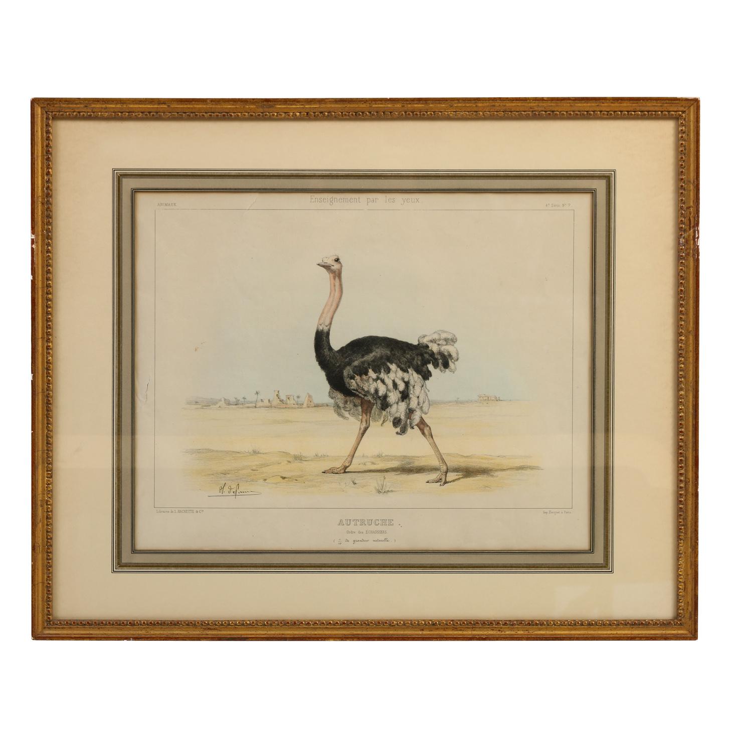 Wood Handcolored Etchings of African Animals Matted in Gilt Frames, Set of Four For Sale