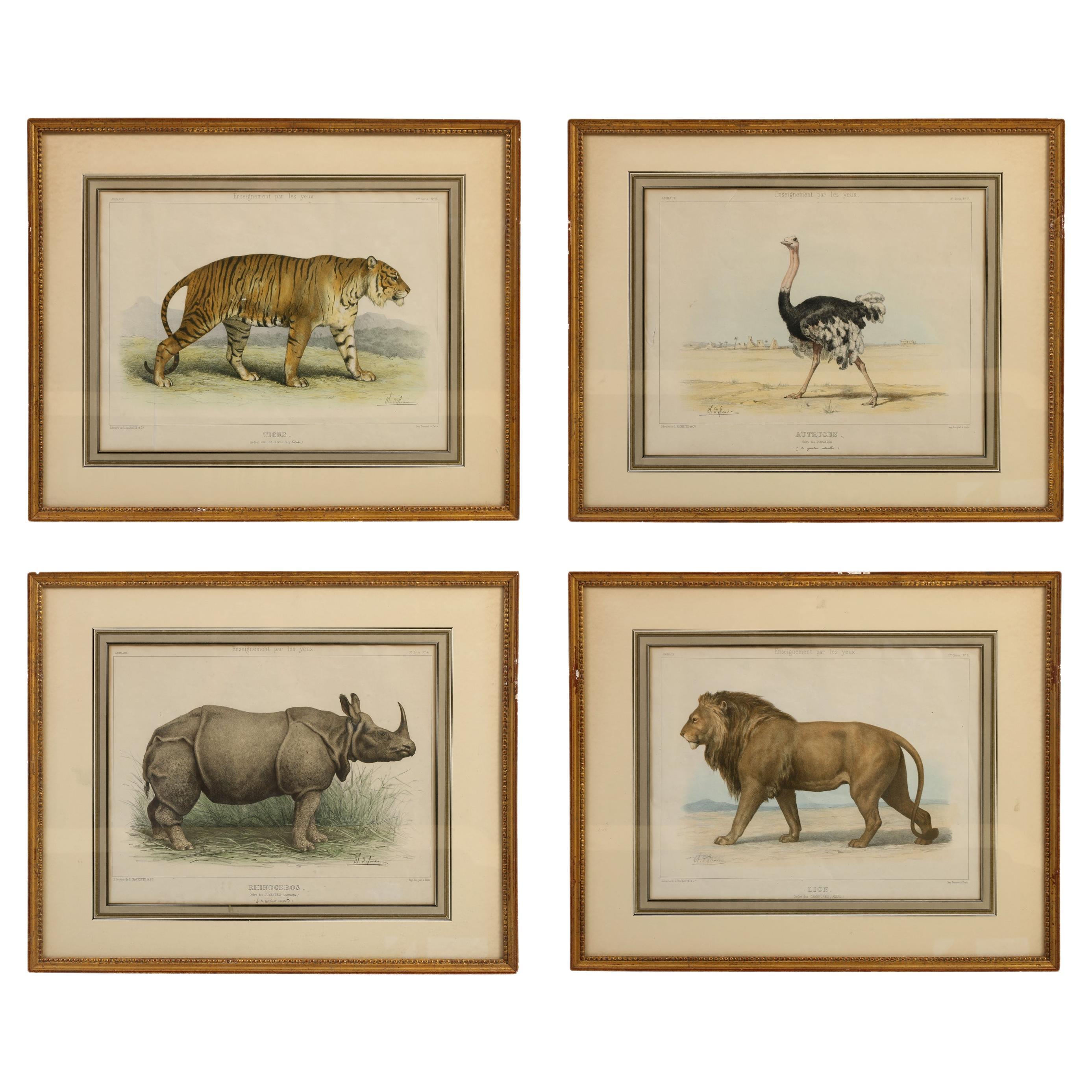 Handcolored Etchings of African Animals Matted in Gilt Frames, Set of Four For Sale
