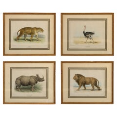 Gravures colorées à la main d'animaux africains matées dans des cadres dorés, lot de quatre