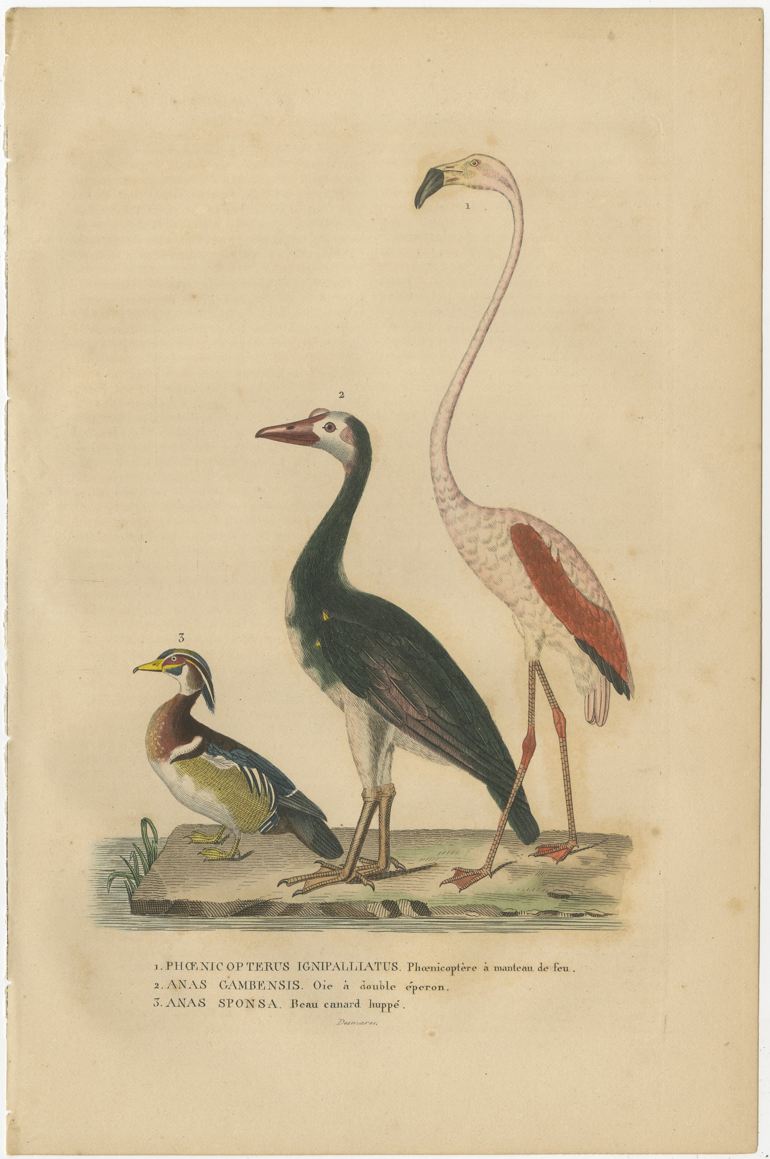 The English names for the birds on the antique hand-colored bird print are:

Phoenicopterus ruber ruber - Caribbean Flamingo
Anas gambensis - African Pygmy Goose
Anas sponsa - Wood Duck

More info on the book in which it was published:

The