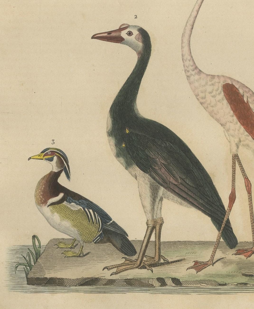 Mid-19th Century Handcolored Print of a Caribbean Flamingo, African Pygmy Goose and Wood Duck  For Sale