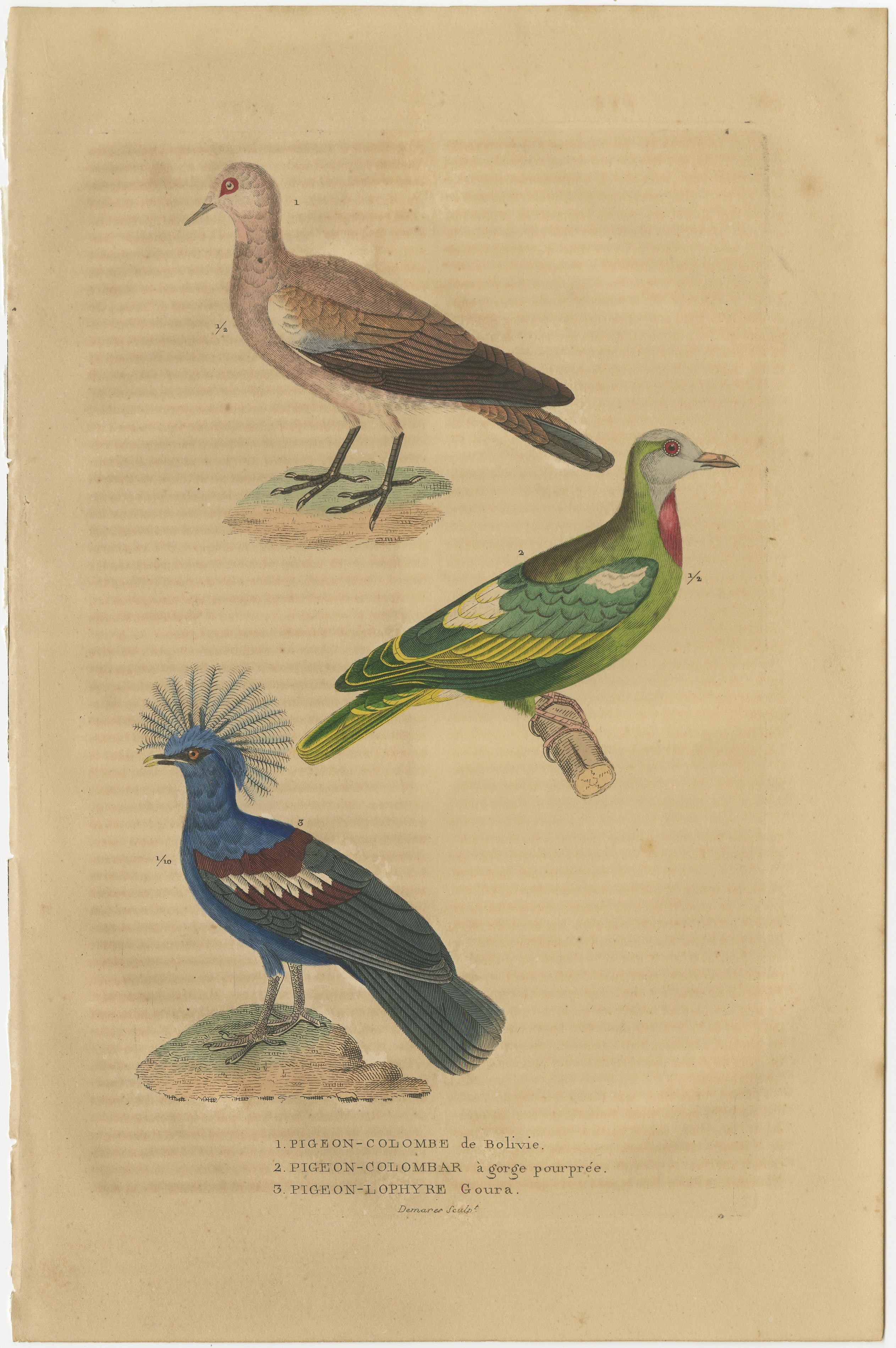 1. PIGEON-COLOMBE DE BOLIVIE, 2. PIGEON-COLOMBAR A GORGE POURPREE, 3. PIGEON-LOPHYRE GOURA.

– (1. Bare-faced Ground Dove, 2. African Green Pigeon, 3. Goura, crowned pigeon.)

The Ground Dove, a diminutive marvel, sports subtle earthy tones and