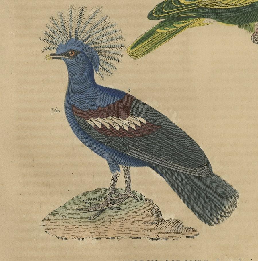 Milieu du XIXe siècle Impression colorée à la main d'une colombe, d'un pigeon vert africain et d'un pigeon couronné en vente