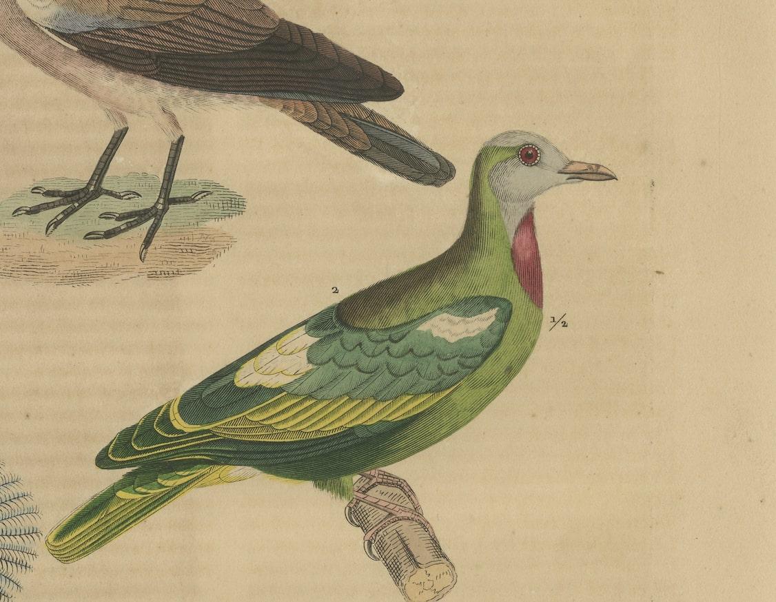 Papier Impression colorée à la main d'une colombe, d'un pigeon vert africain et d'un pigeon couronné en vente