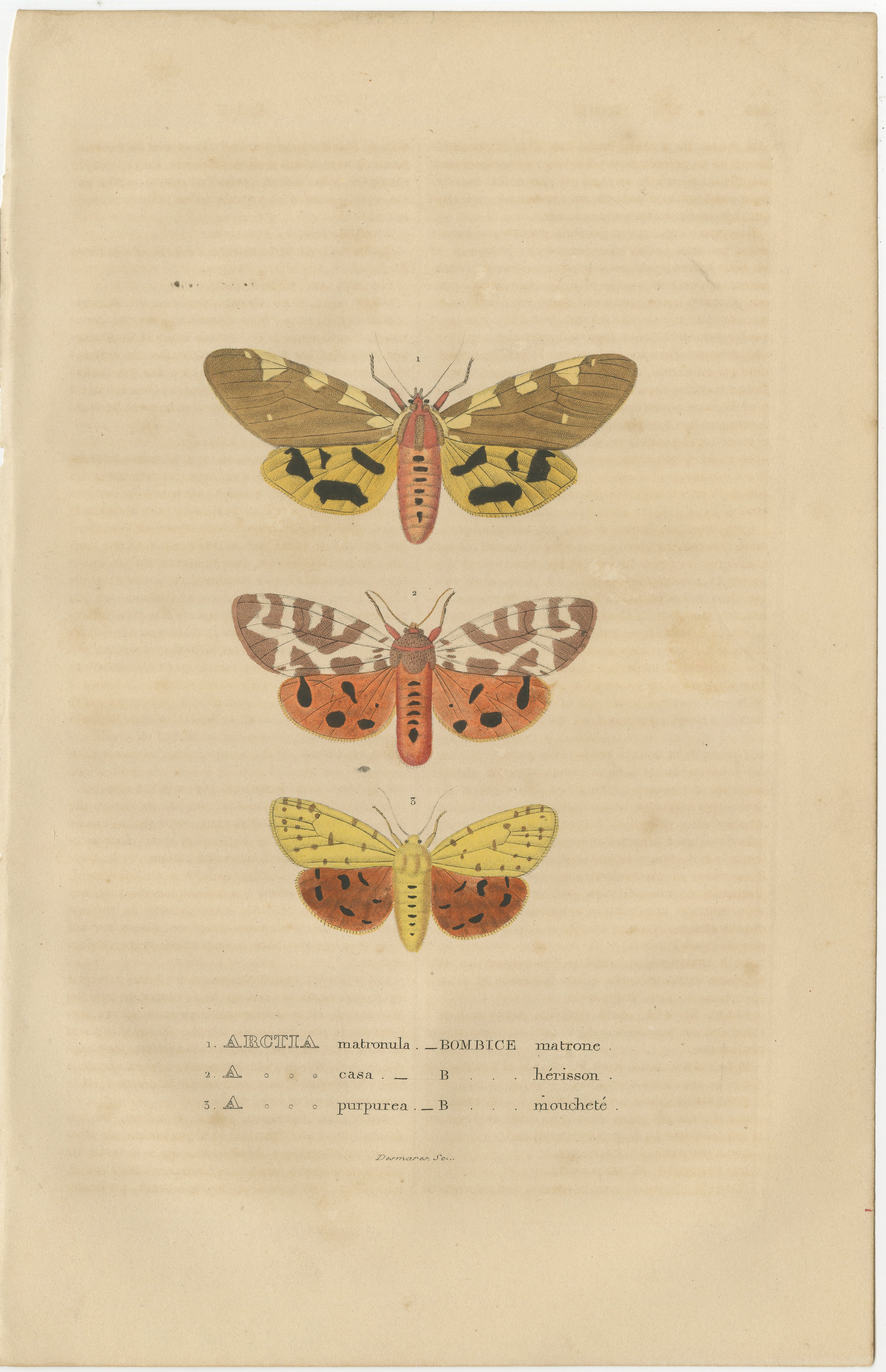 Une estampe ancienne originale colorée à la main présentant une série d'illustrations de papillons de nuit. Chaque papillon de nuit est méticuleusement détaillé et présente une grande variété de motifs et de couleurs d'ailes. Le style visuel est