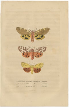 Handcolored Variations of Moths: A Study in Lepidoptera Elegance, 1845