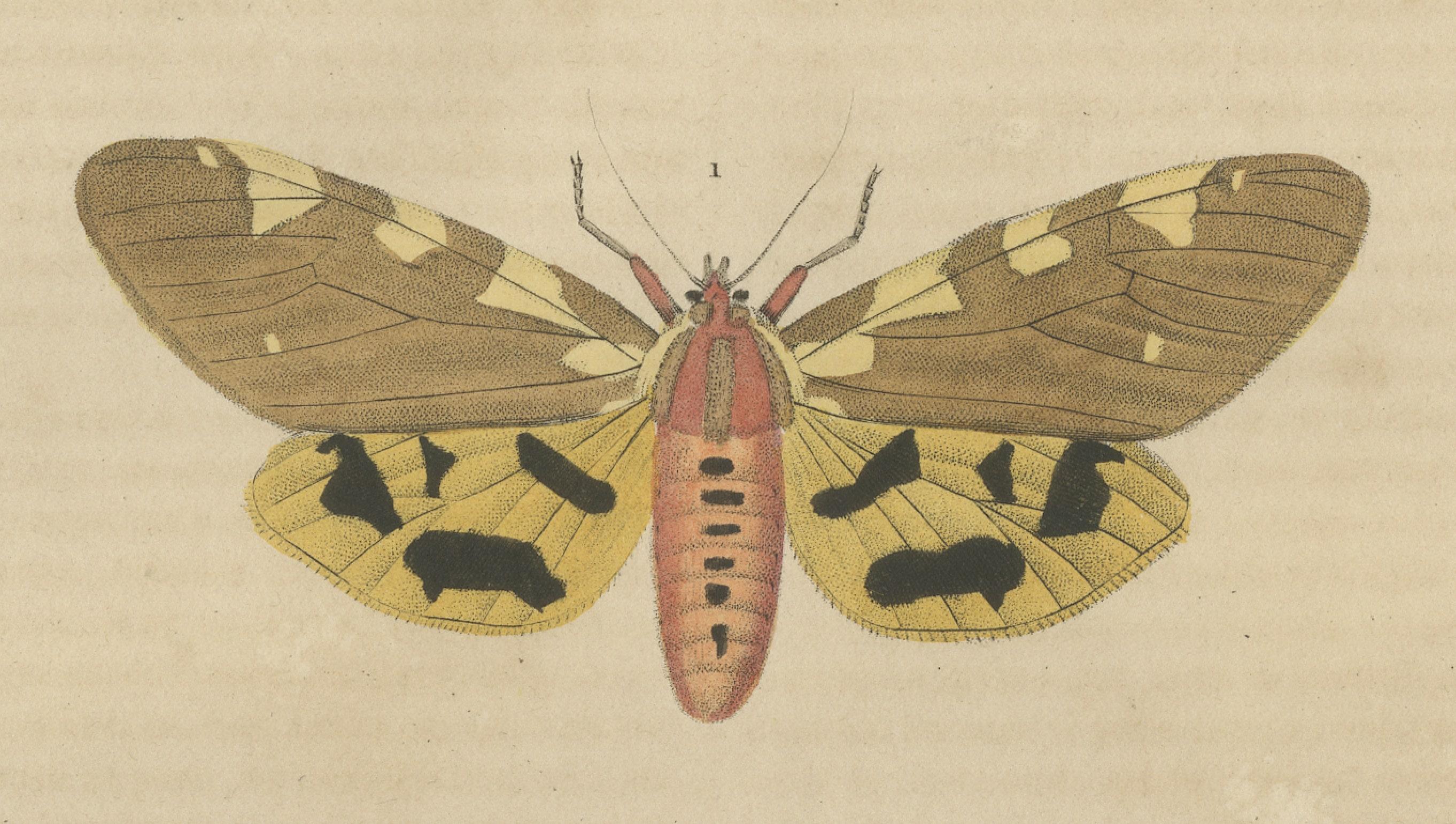 Handcolorierte Variationen von Nachtfaltern: Eine Studie über Lepidoptera Elegance, 1845 (Graviert) im Angebot