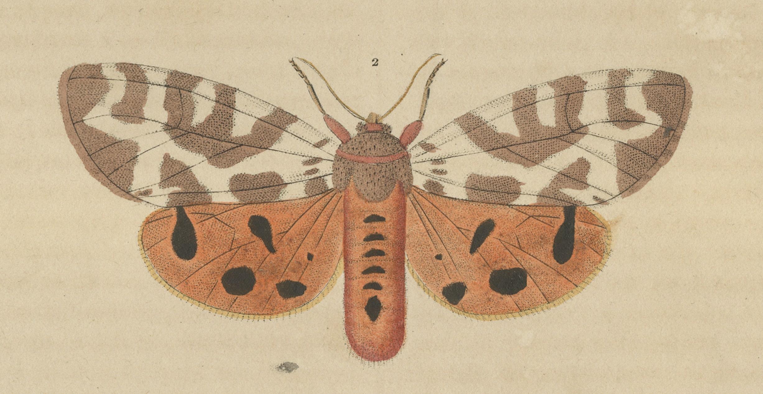 Engraved Handcolored Variations of Moths: A Study in Lepidoptera Elegance, 1845 For Sale