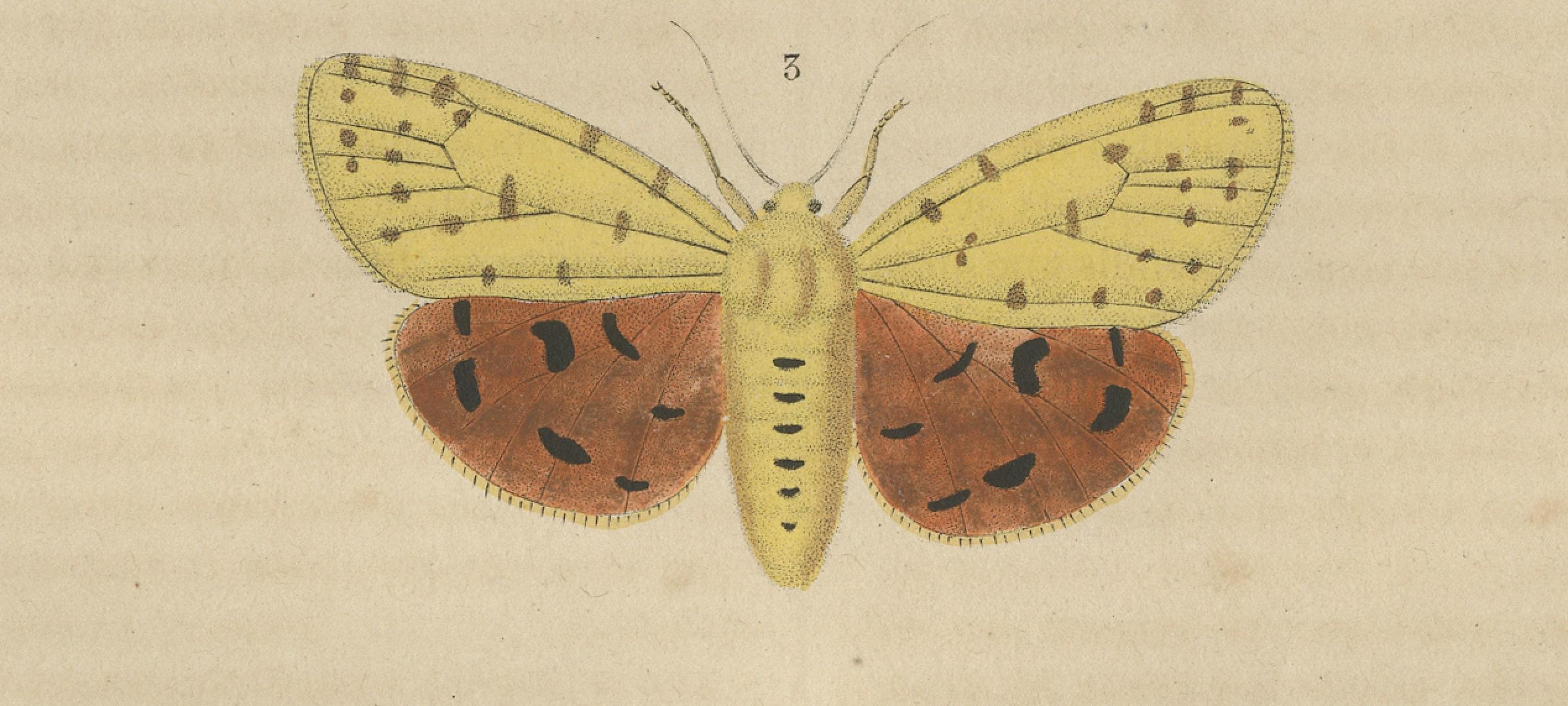 Milieu du XIXe siècle Variations de papillons de nuit coloriés à la main : Une étude sur l'Elegance des Lépidoptères, 1845 en vente