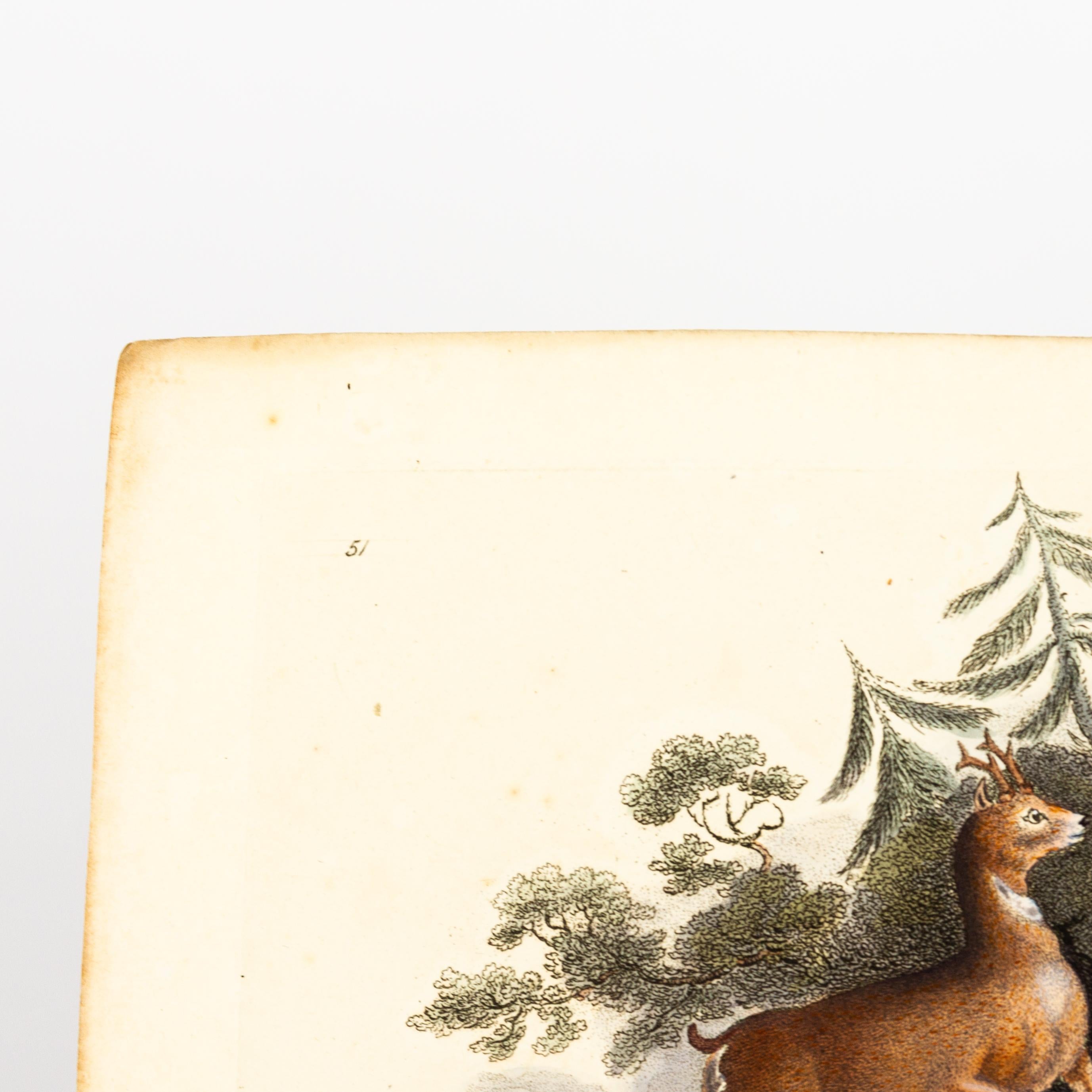 Original Handkolorierter Kupferstich E. Donovan & F.C. & J. Rivington 1820 Kupferstich
Guter Gesamtzustand
Kostenloser internationaler Versand.