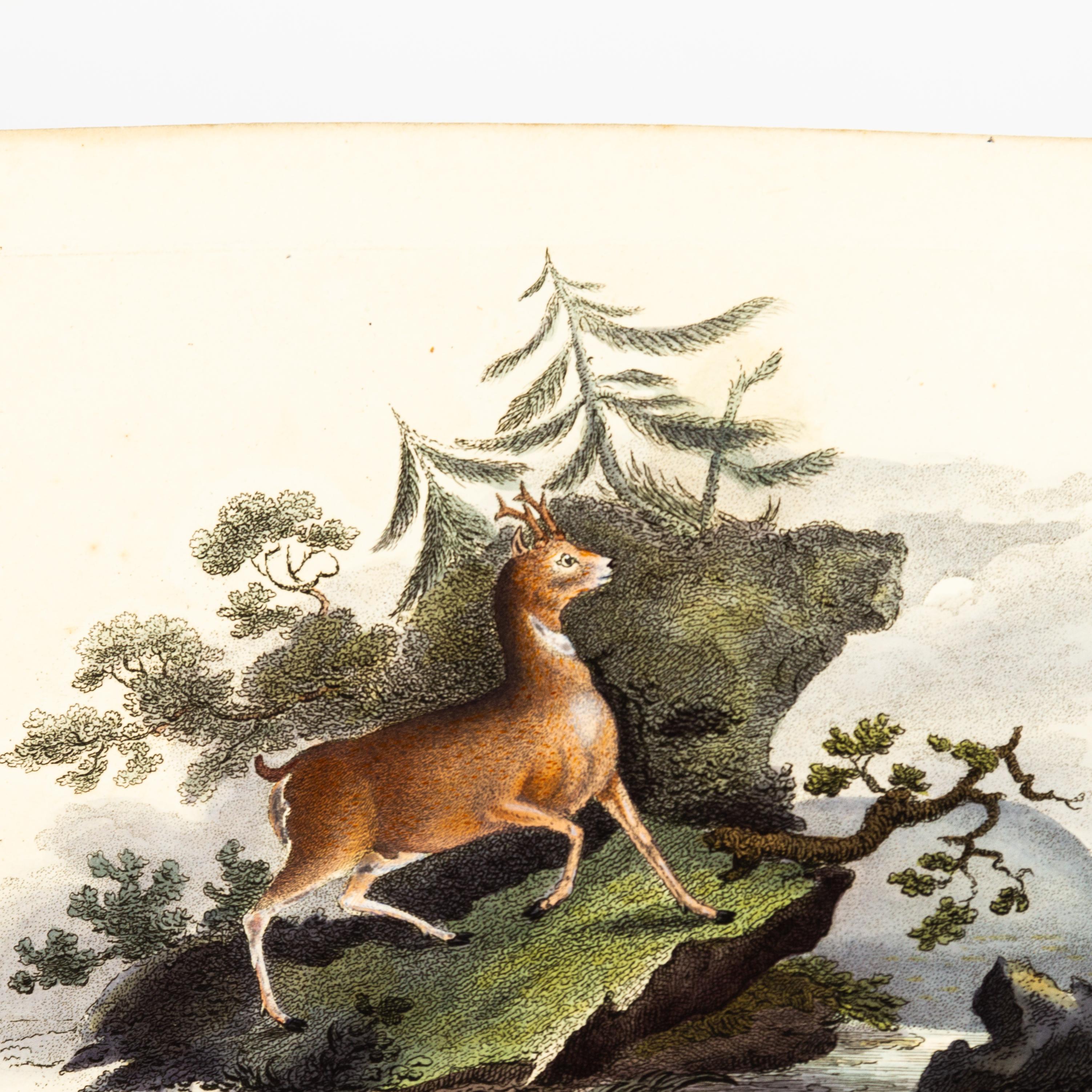 Handkolorierte Kupferplatte E. Donovan & F.C. & J. Rivington 1820 Gravur im Zustand „Gut“ im Angebot in Nottingham, GB