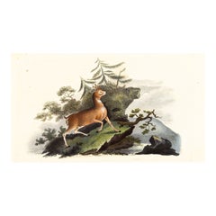 Gravure de 1820 E. Donovan & F.C. & J. Rivington