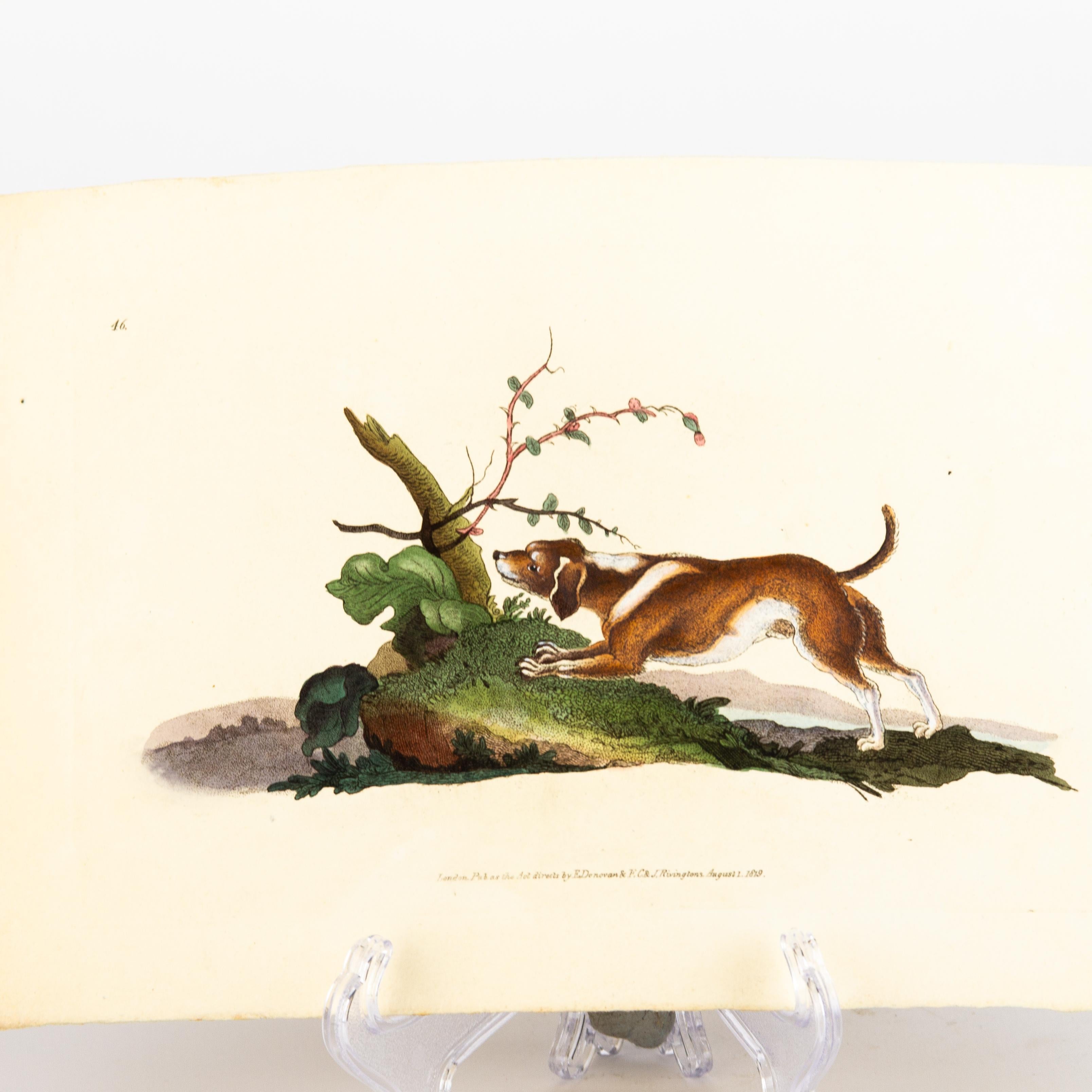 Handkolorierte Kupferplatte E. Donovan & F.C. & J. Rivington Aug 1819 Gravur im Zustand „Gut“ im Angebot in Nottingham, GB