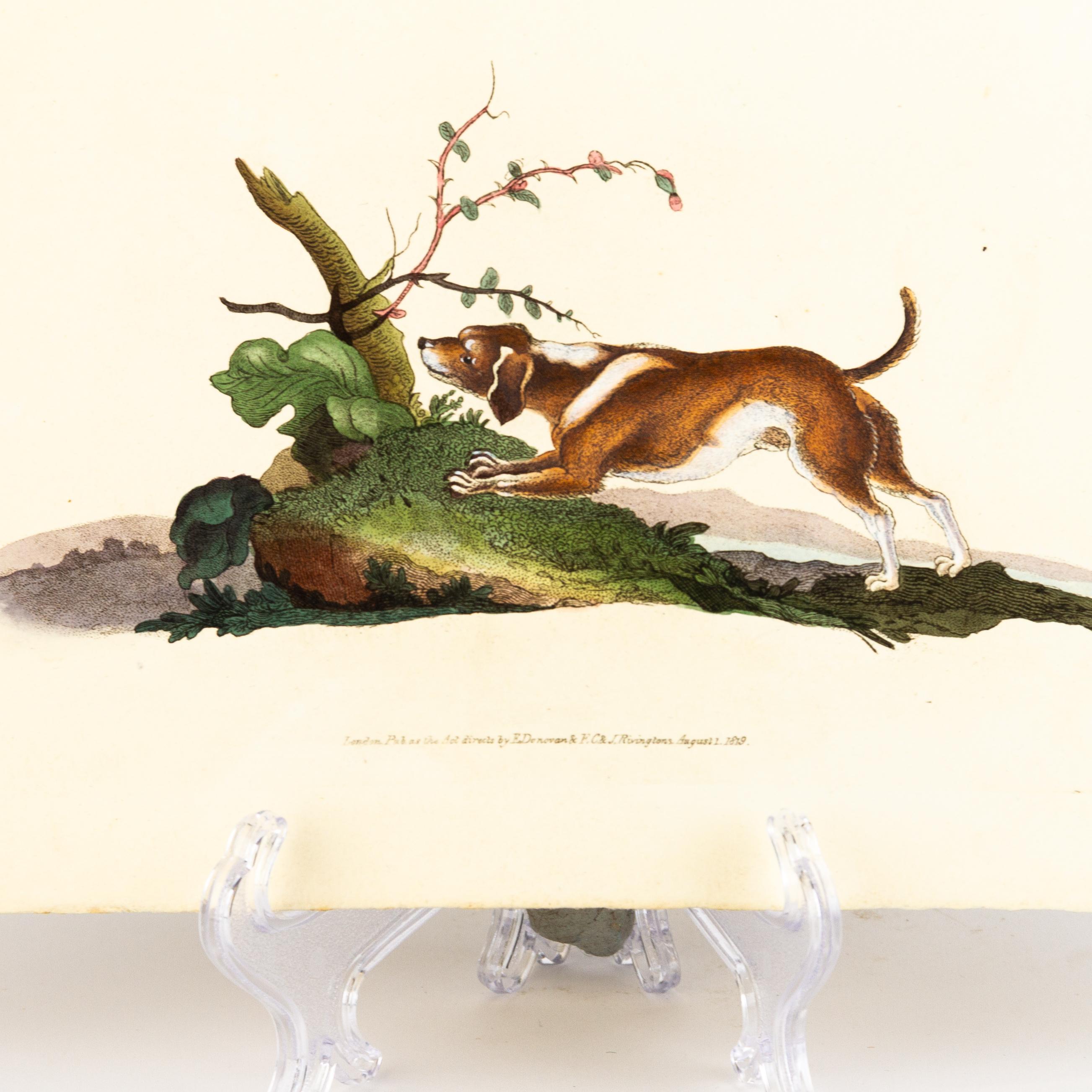 Handkolorierte Kupferplatte E. Donovan & F.C. & J. Rivington Aug 1819 Gravur (19. Jahrhundert) im Angebot