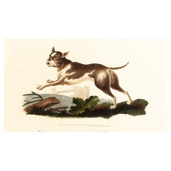 Handcoloured Copperplate E. Donovan & F.C. & J. Rivington Aug  1819 Engraving