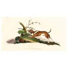 Handcoloured Copperplate E. Donovan & F.C. & J. Rivington Aug 1819 Engraving