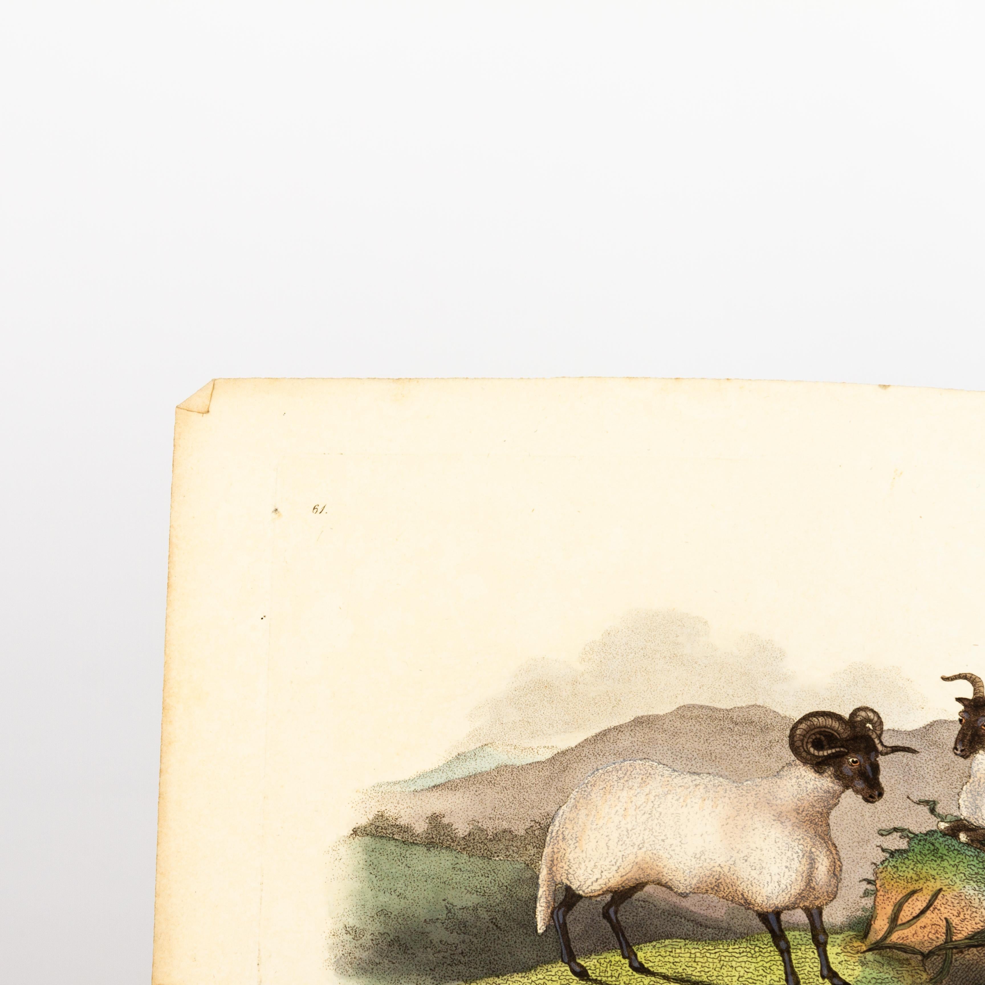 Original Handkolorierter Kupferstich E. Donovan & F.C. & J. Rivington Aug 1820 Kupferstich
Guter Gesamtzustand
Kostenloser internationaler Versand.