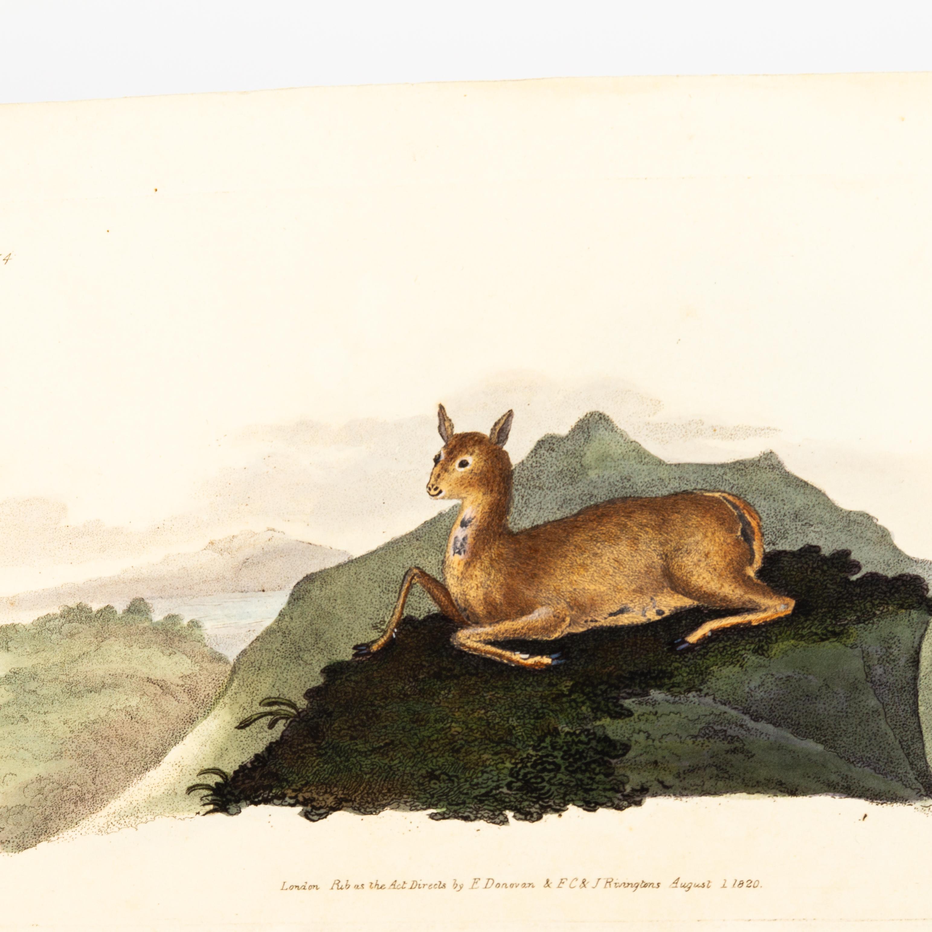 Handkolorierte Kupferplatte E. Donovan & F.C. & J. Rivington Aug 1820 Gravur im Zustand „Gut“ im Angebot in Nottingham, GB