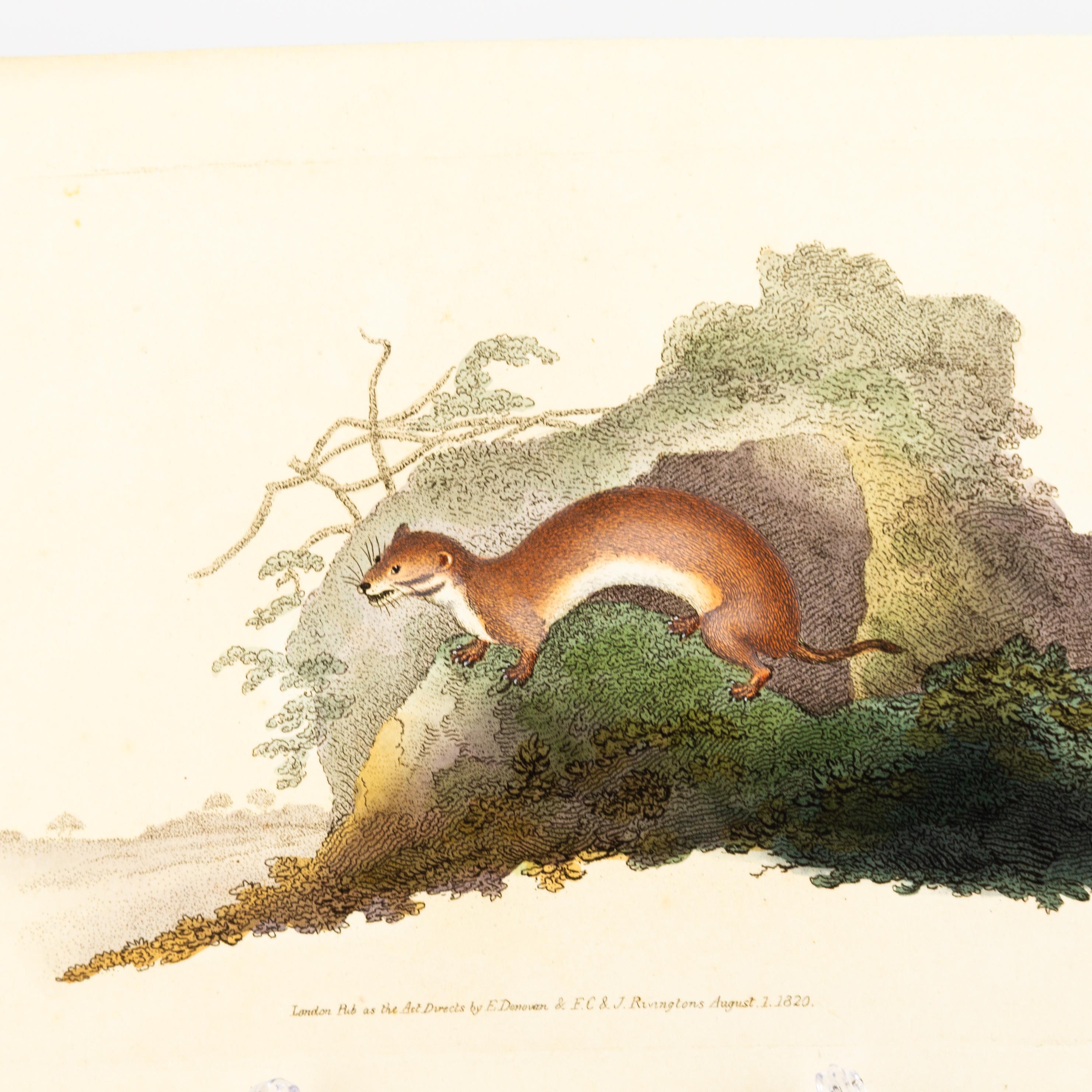 Handkolorierte Kupferplatte E. Donovan & F.C. & J. Rivington Aug 1820 Gravur im Zustand „Gut“ im Angebot in Nottingham, GB