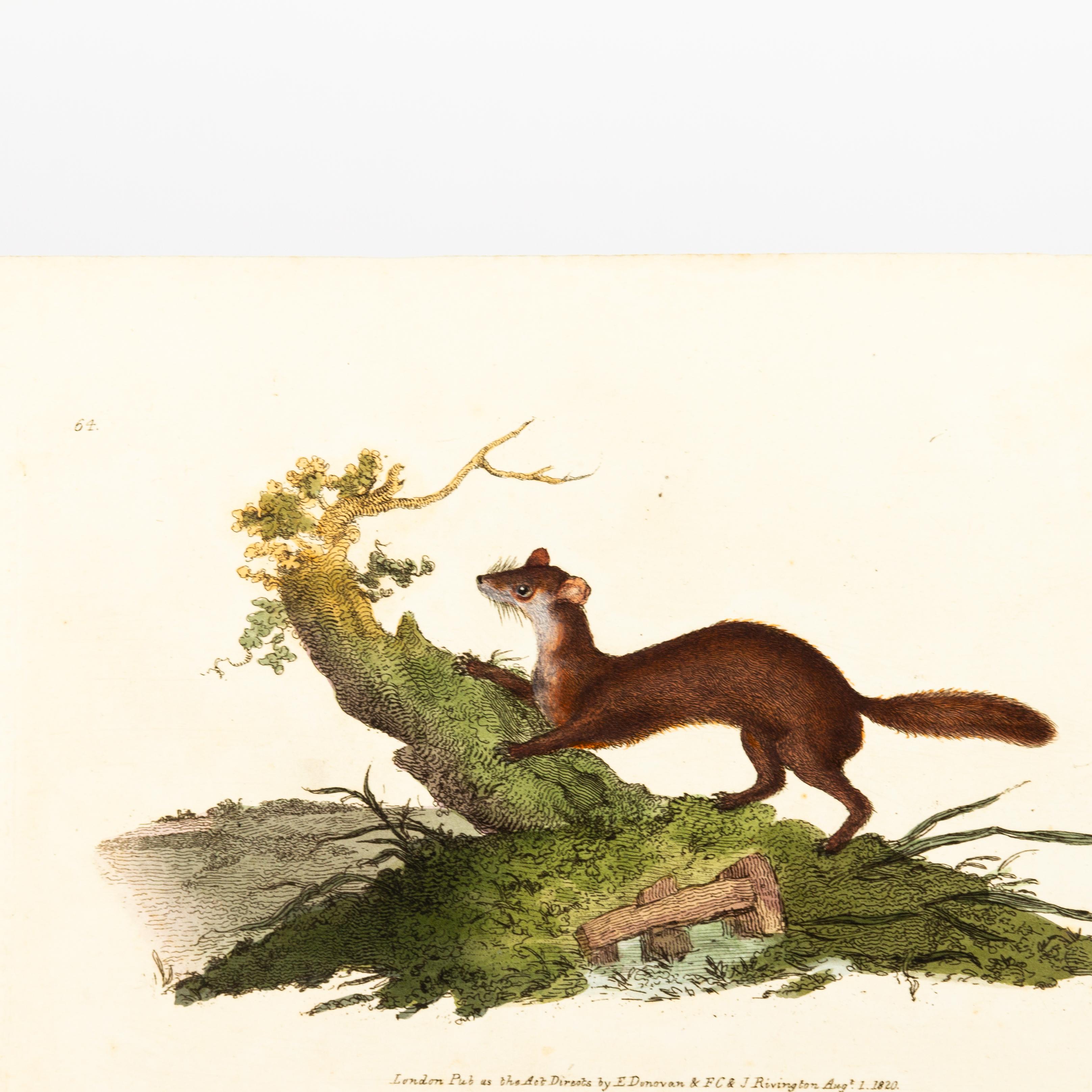 Handkolorierte Kupferplatte E. Donovan & F.C. & J. Rivington Aug 1820 Gravur im Zustand „Gut“ im Angebot in Nottingham, GB