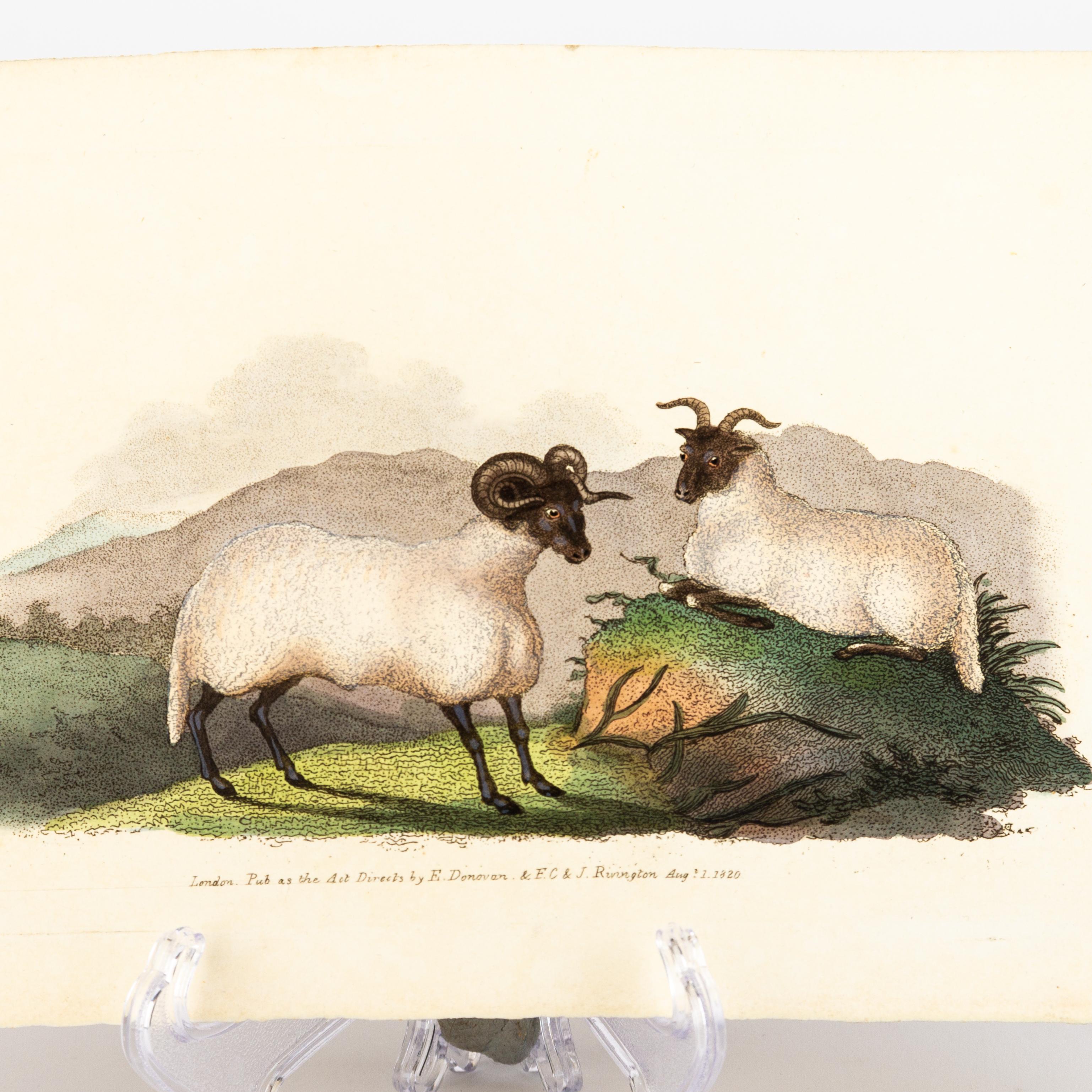 Handkolorierte Kupferplatte E. Donovan & F.C. & J. Rivington Aug 1820 Gravur im Zustand „Gut“ im Angebot in Nottingham, GB