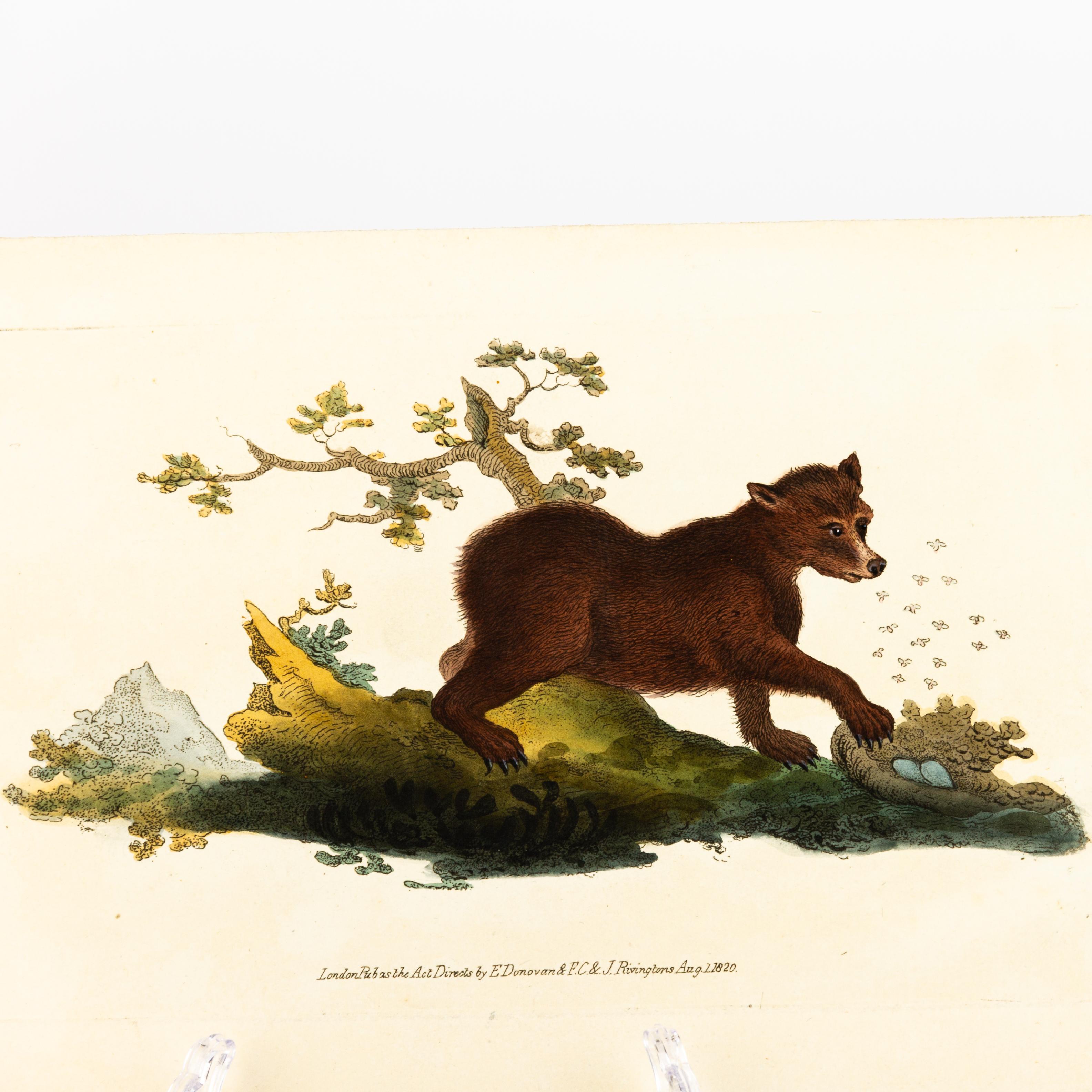Handkolorierte Kupferplatte E. Donovan & F.C. & J. Rivington Aug 1820 Gravur im Zustand „Gut“ im Angebot in Nottingham, GB