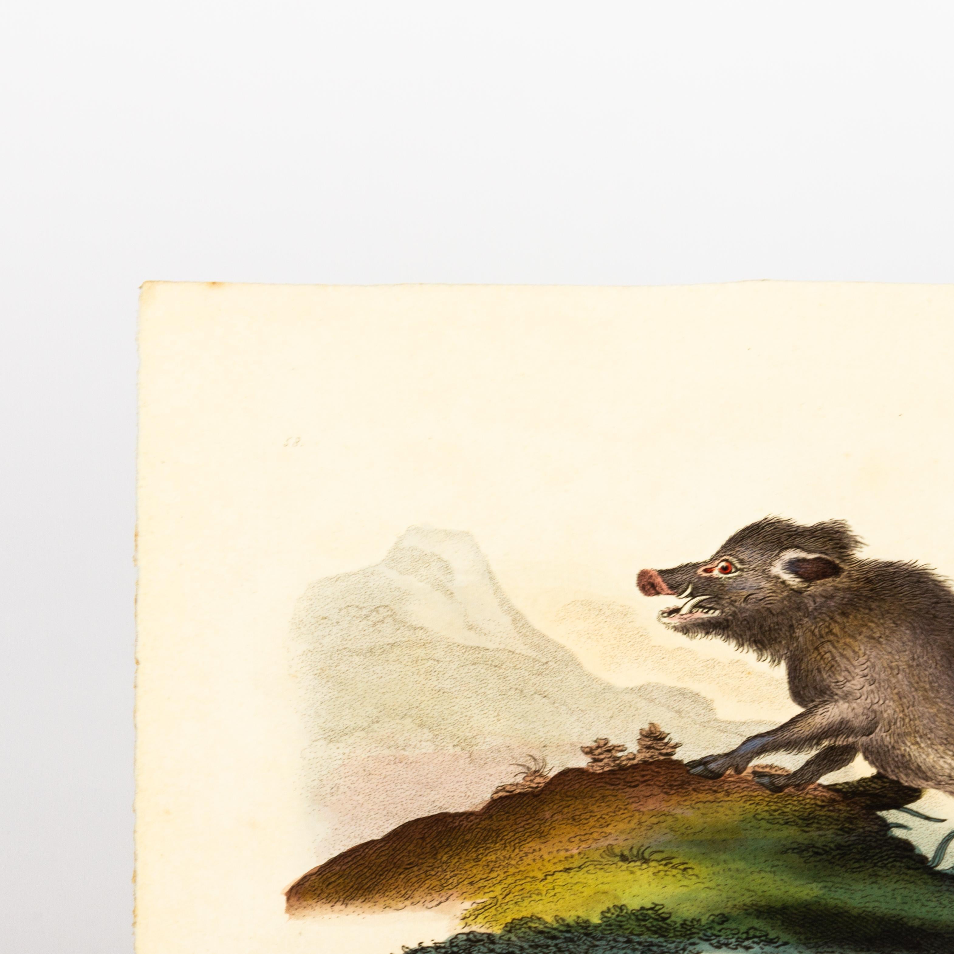 Handkolorierte Kupferplatte E. Donovan & F.C. & J. Rivington Aug 1820 Gravur im Zustand „Gut“ im Angebot in Nottingham, GB