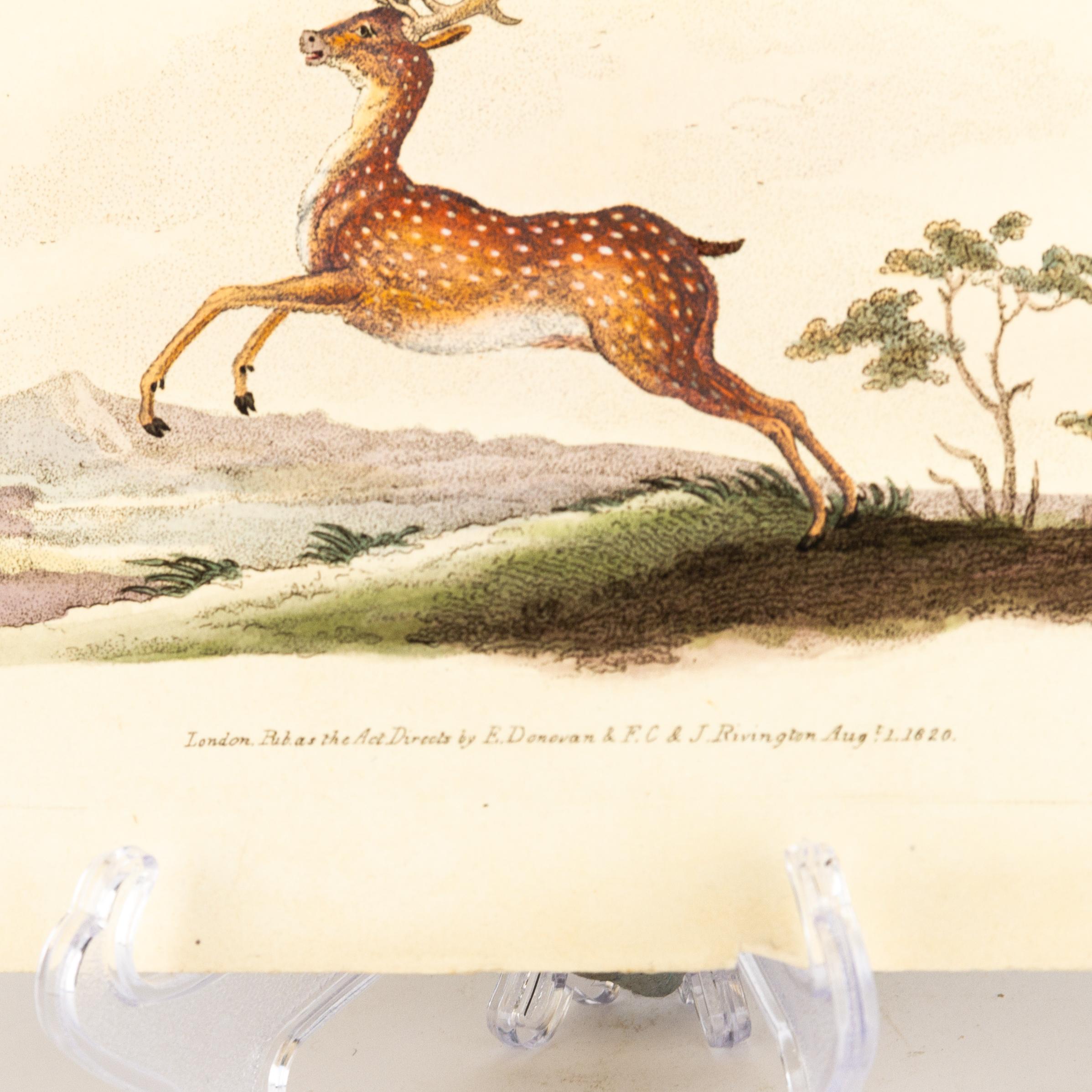 Handkolorierte Kupferplatte E. Donovan & F.C. & J. Rivington Aug 1820 Gravur (19. Jahrhundert) im Angebot
