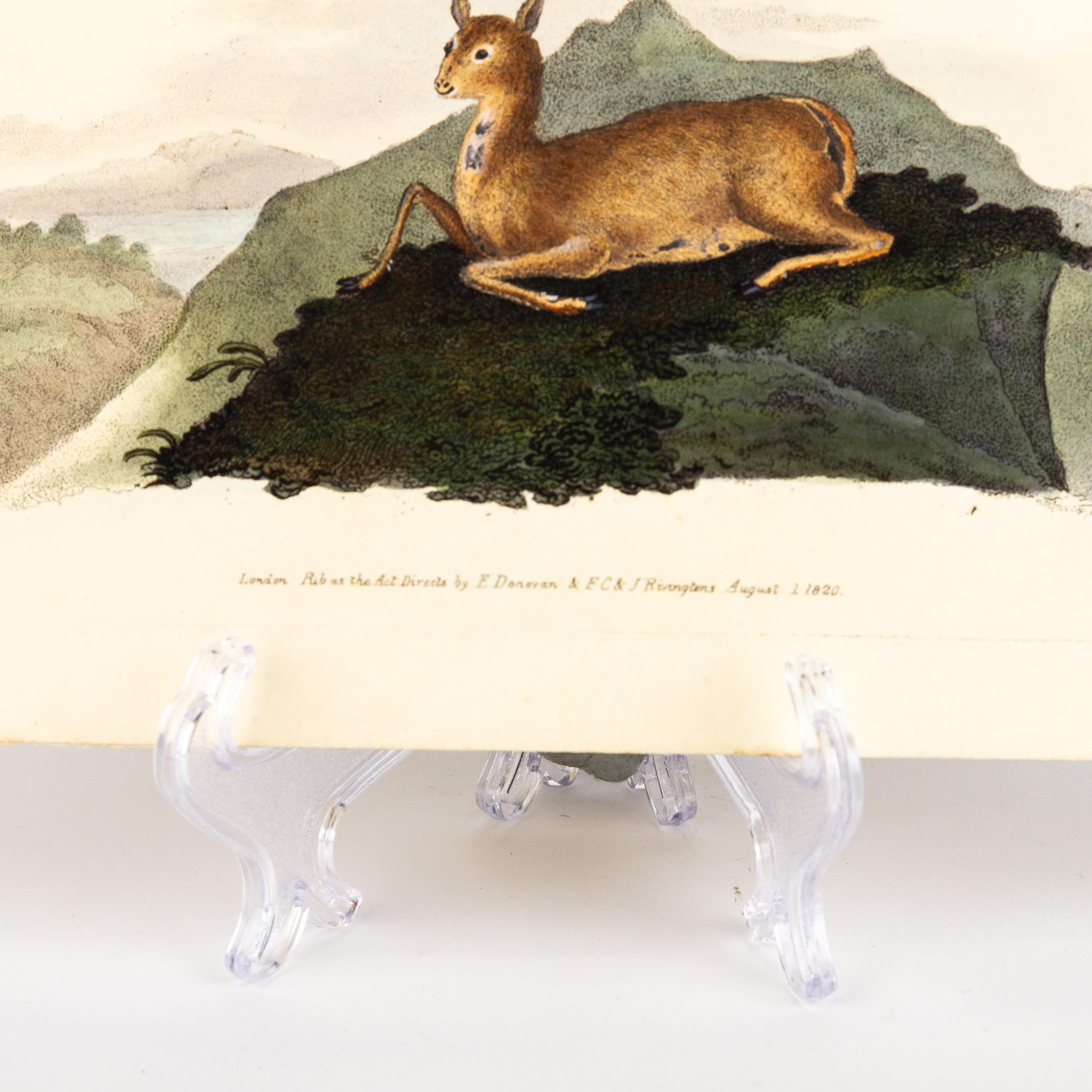 Handkolorierte Kupferplatte E. Donovan & F.C. & J. Rivington Aug 1820 Gravur (19. Jahrhundert) im Angebot