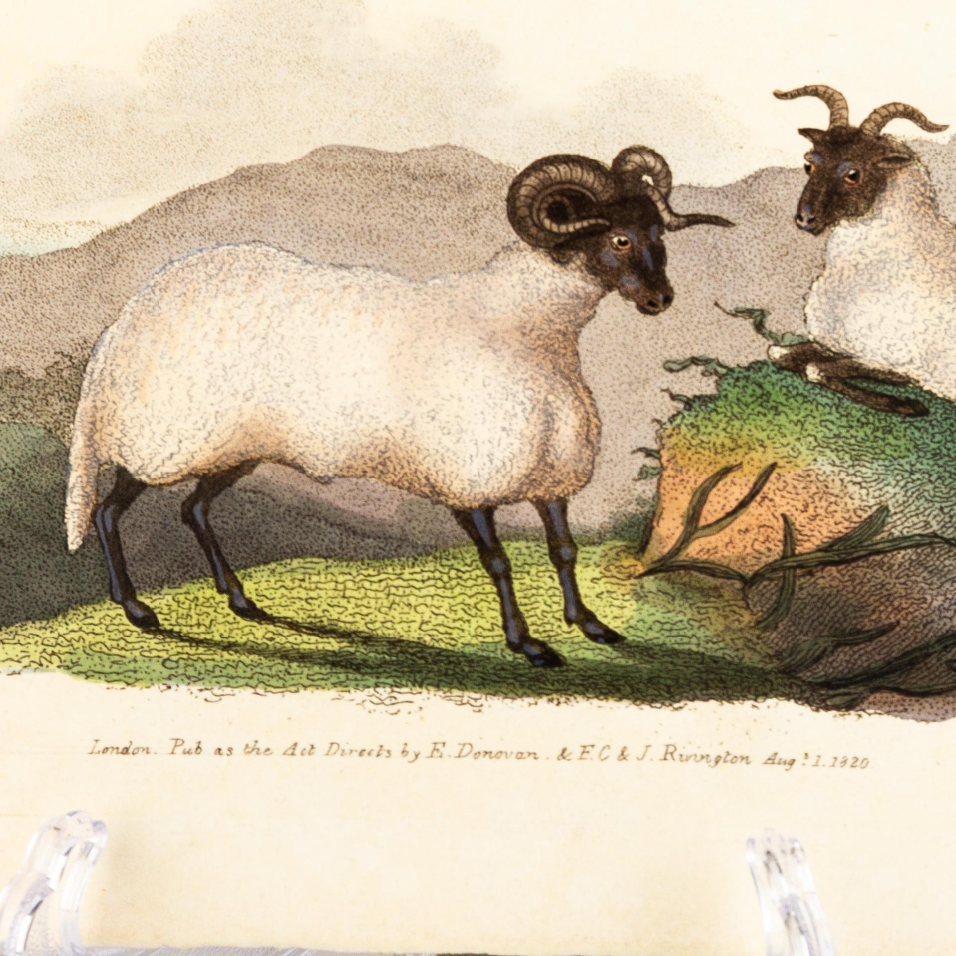Handkolorierte Kupferplatte E. Donovan & F.C. & J. Rivington Aug 1820 Gravur (19. Jahrhundert) im Angebot