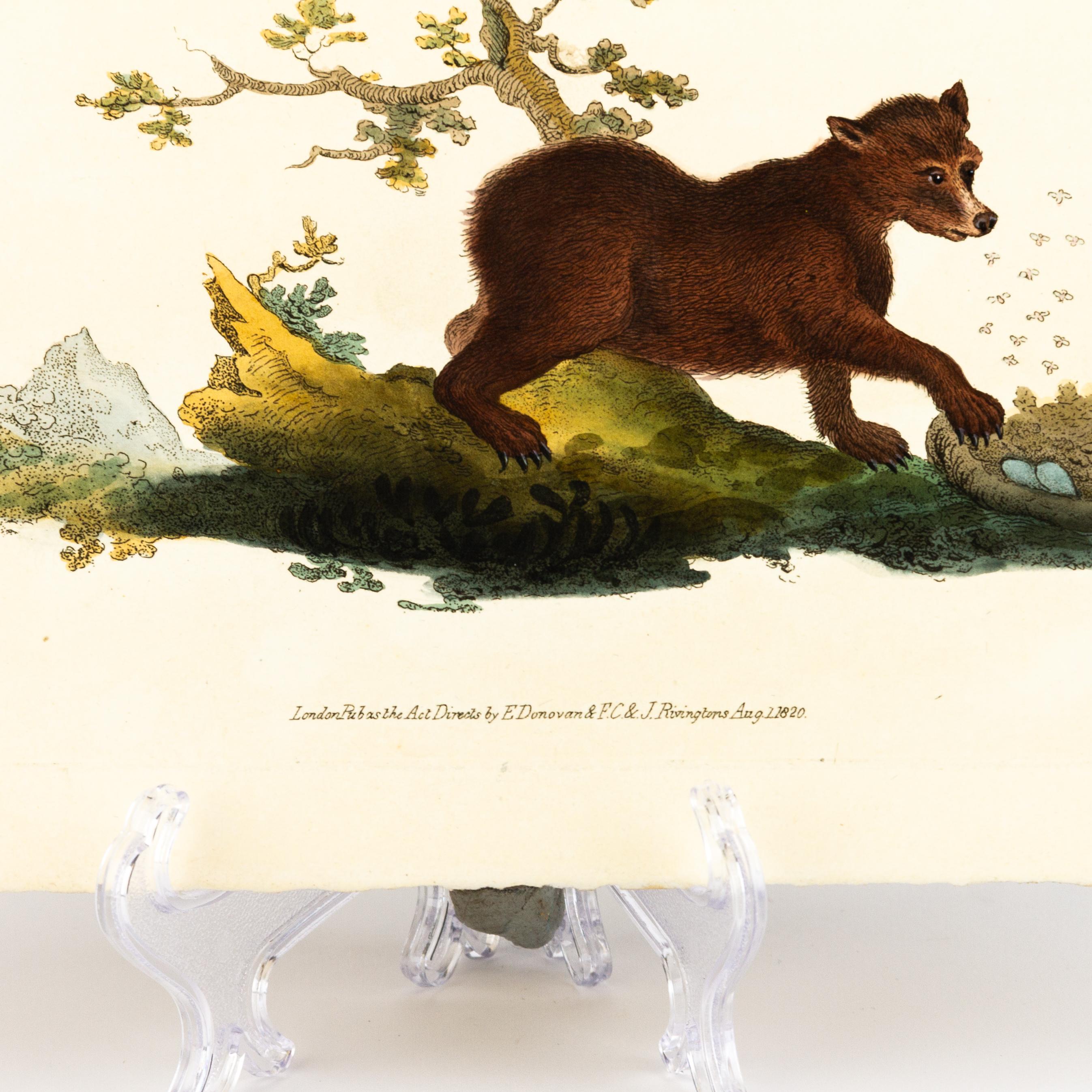Handkolorierte Kupferplatte E. Donovan & F.C. & J. Rivington Aug 1820 Gravur (19. Jahrhundert) im Angebot