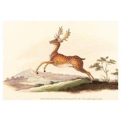 Gravure de E. Donovan & F.C. & J. Rivington, Aug 1820